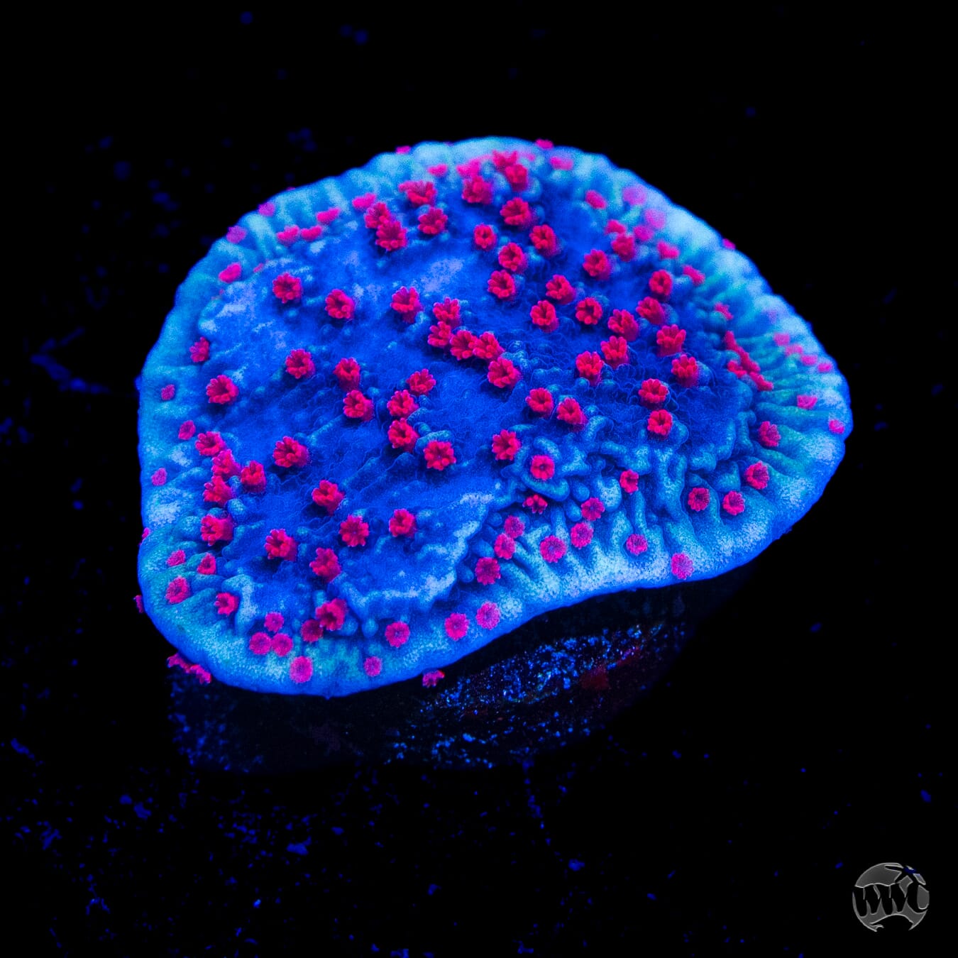 Red Roses Montipora Coral