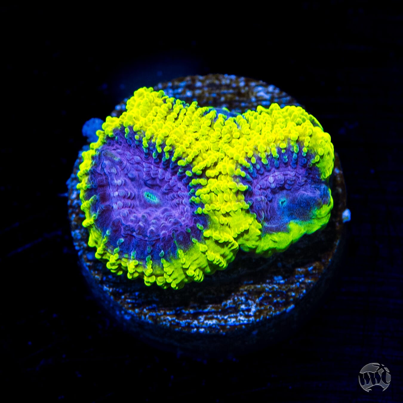 WWC Space Monkey Favia Coral