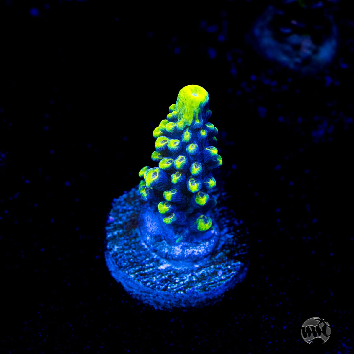 WWC Spectacular Stag Acropora