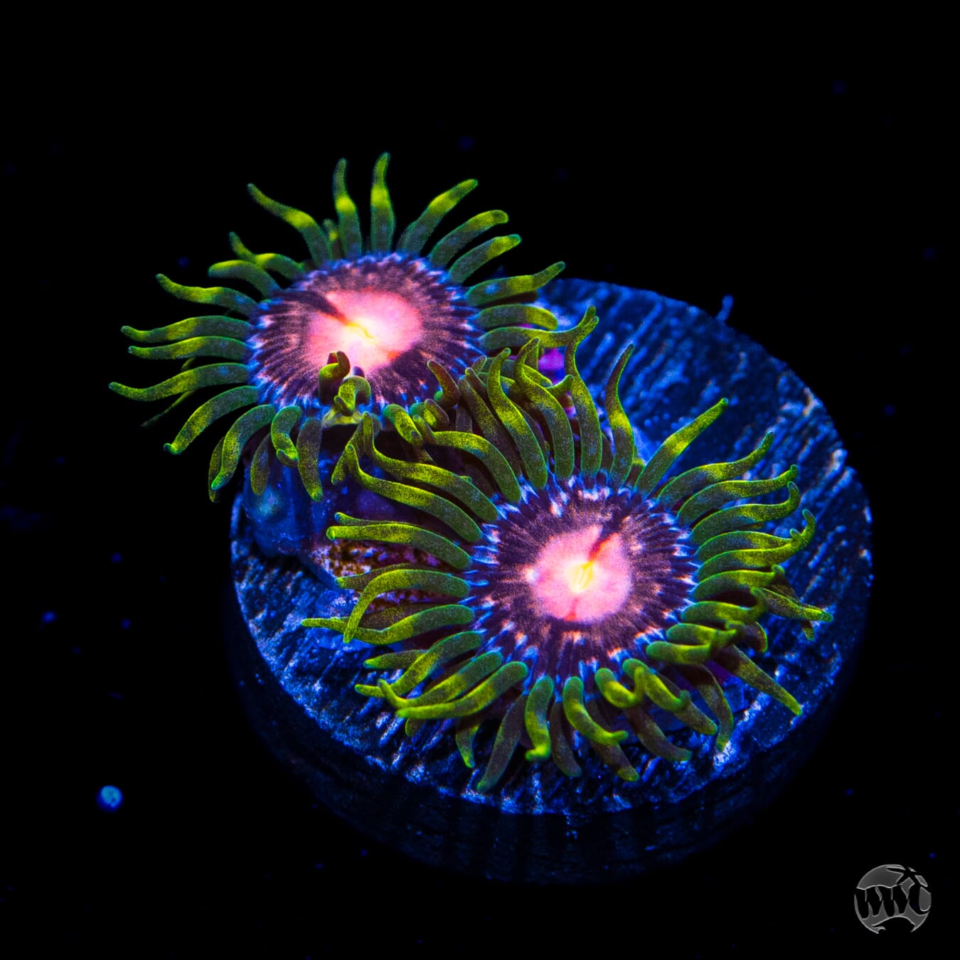 WWC Sweet Tooth Zoanthids
