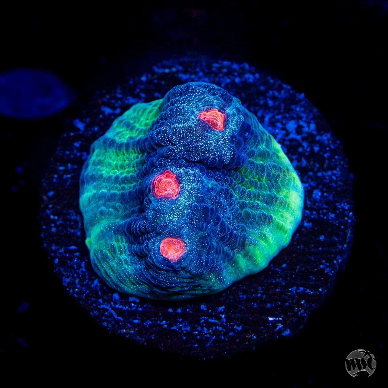 WWC Totally Blitzed Mycedium Chalice