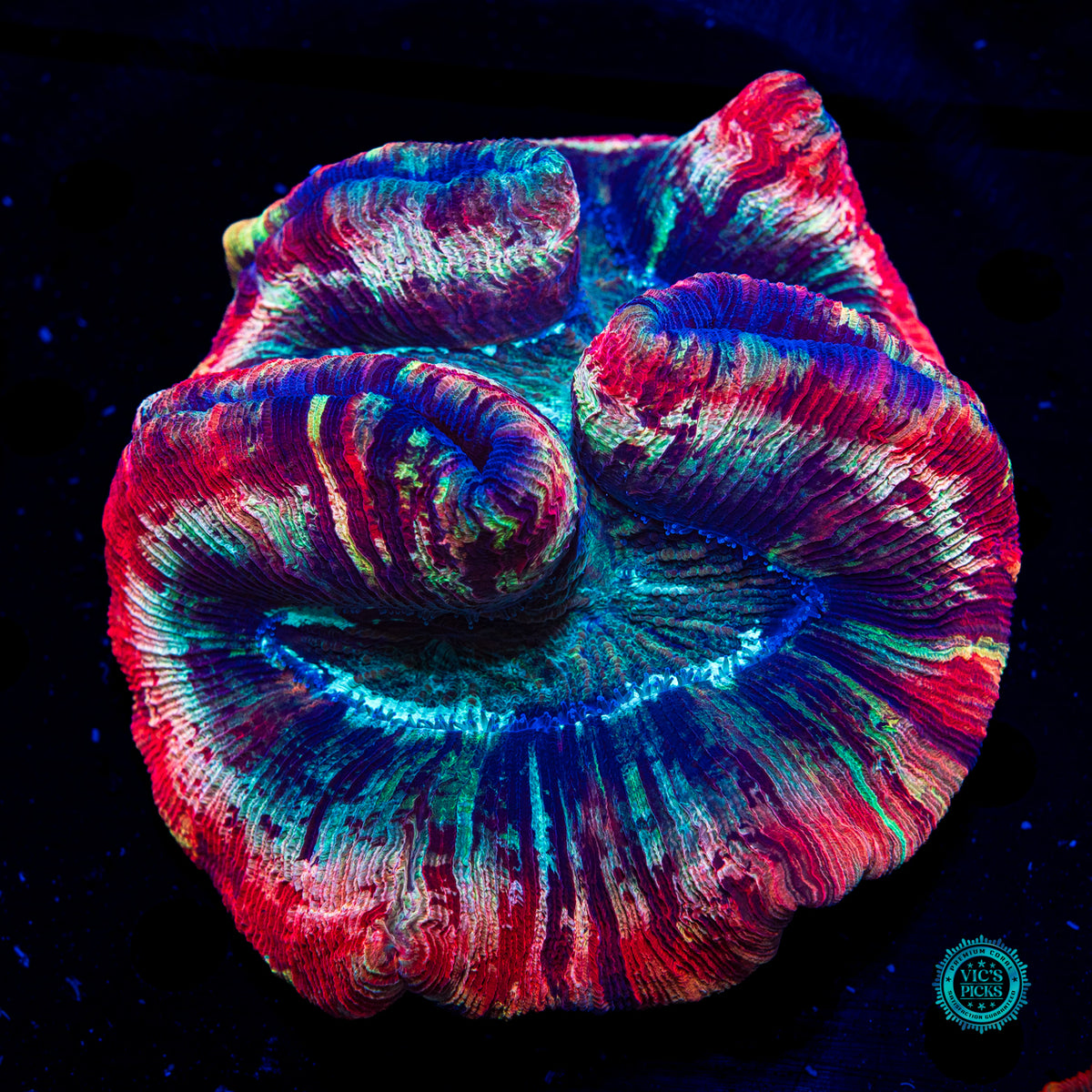 Strawberry Explosion Trachyphyllia