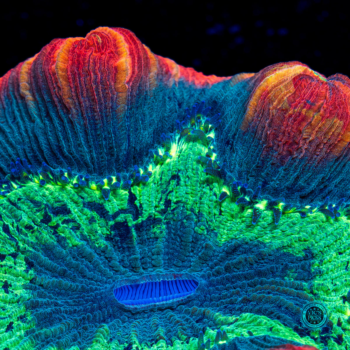 Smoldering Atoll Trachyphyllia