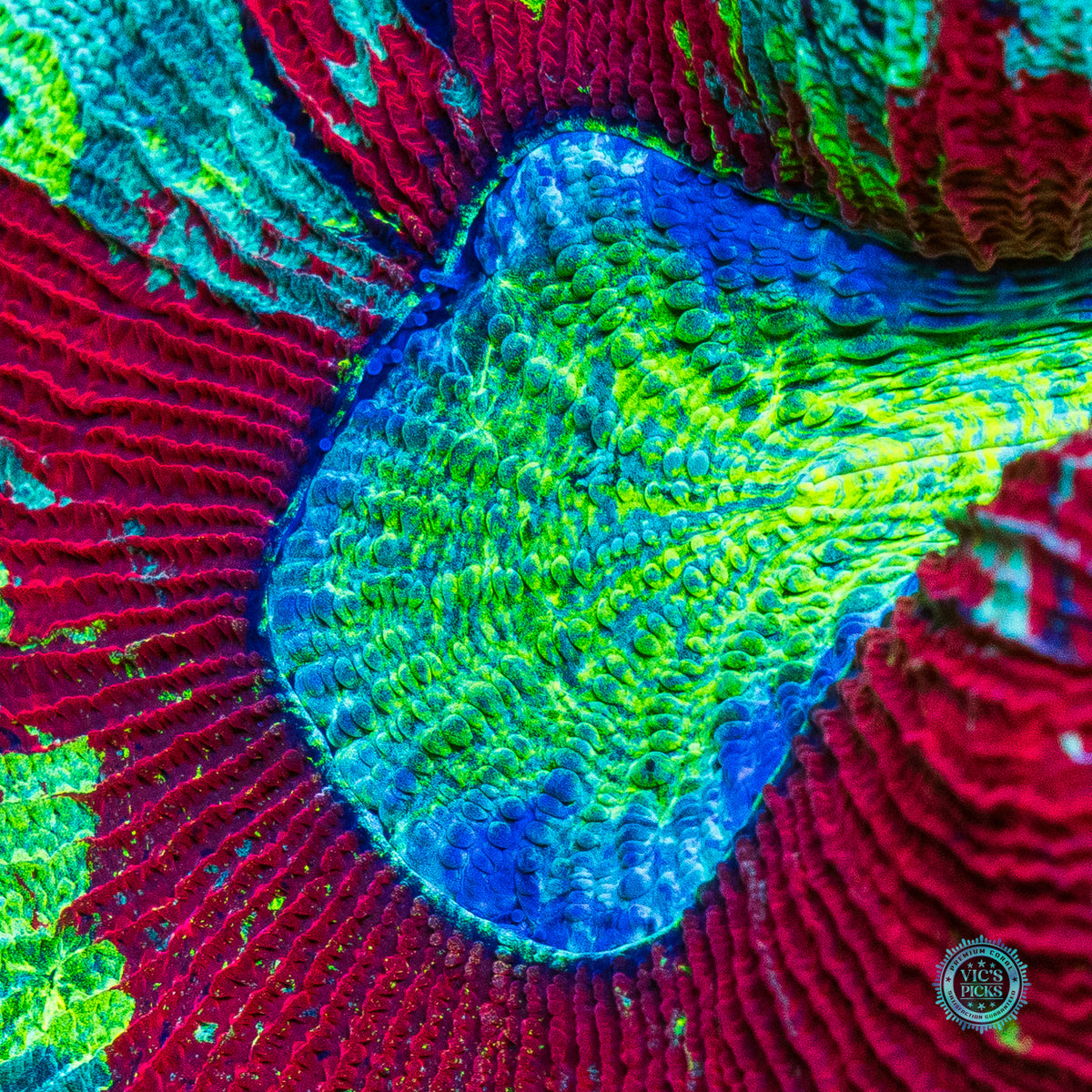 Scarlet Seafoam Trachyphyllia