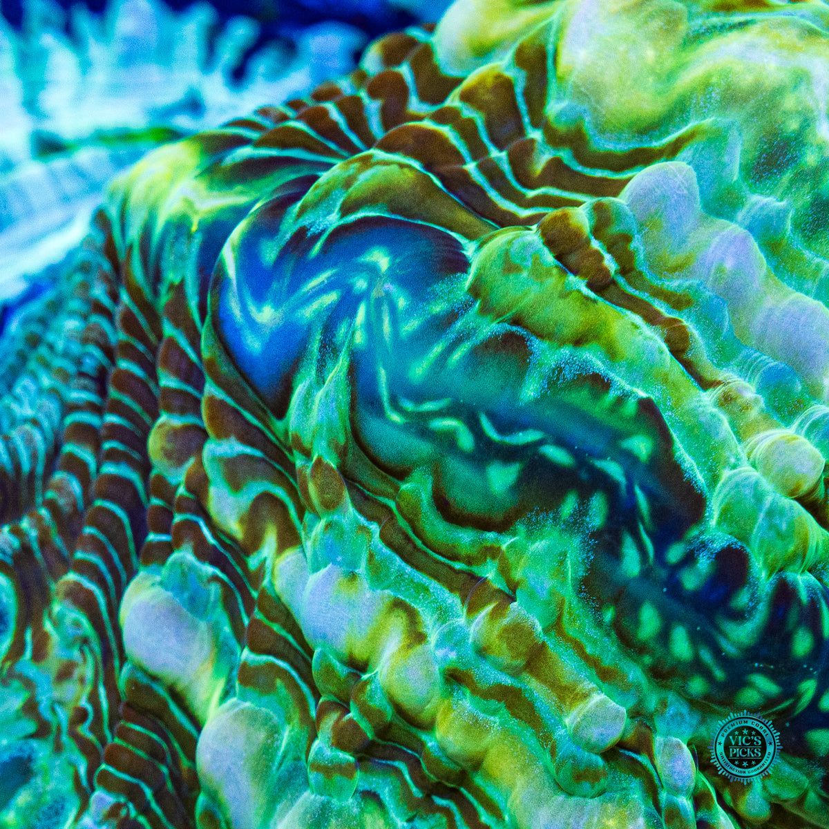 Emerald Abyss Indophyllia