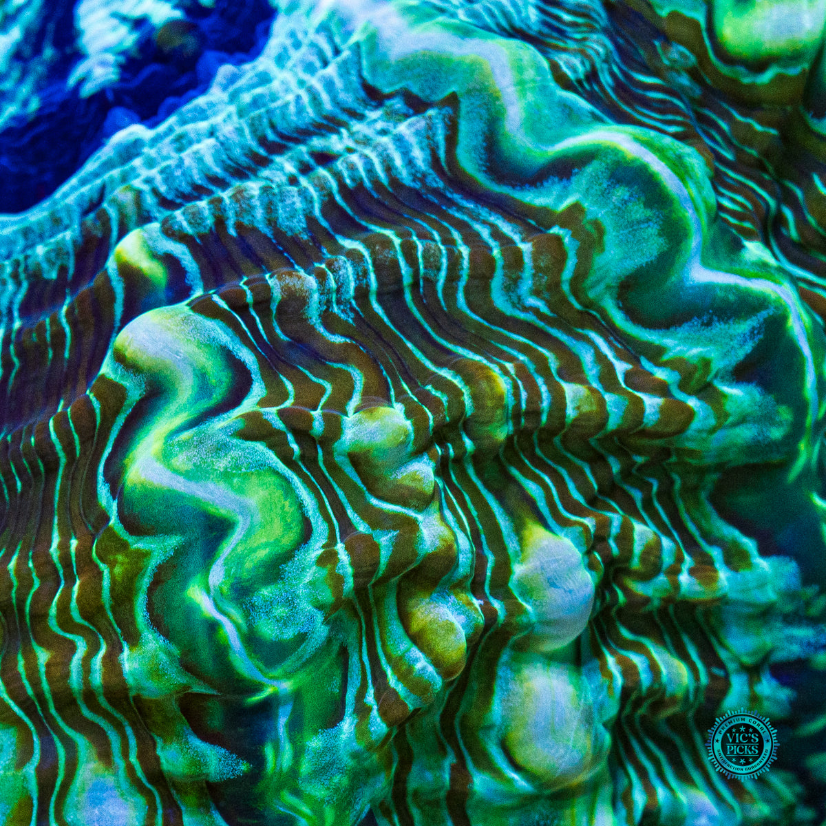 Emerald Abyss Indophyllia