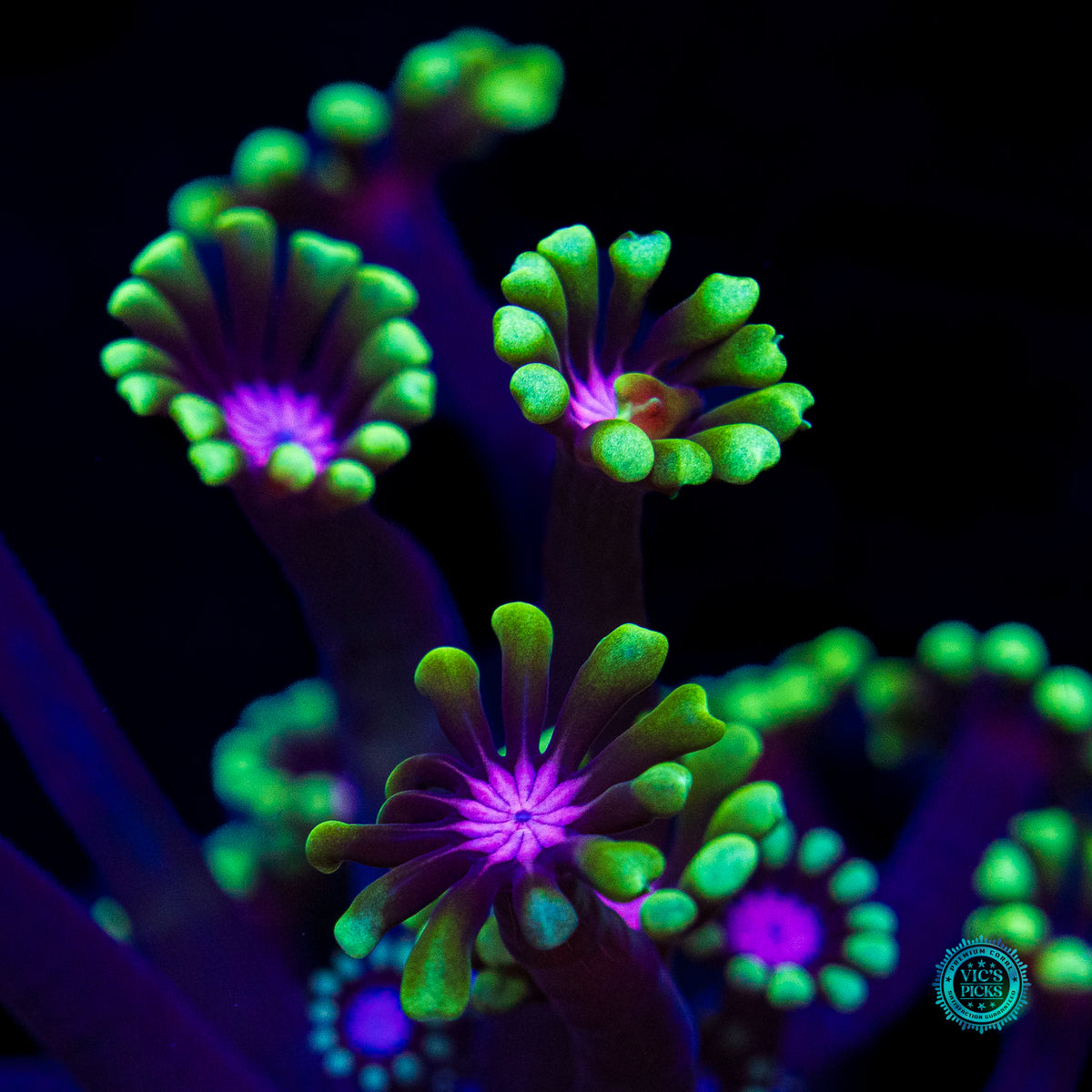 WWC Macho Man Alveopora