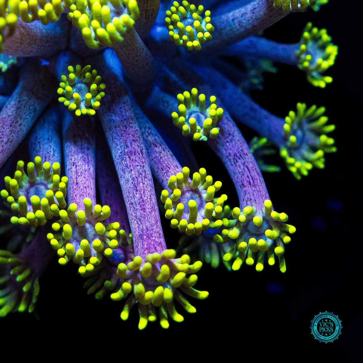 WWC Hail Hydra Goniopora