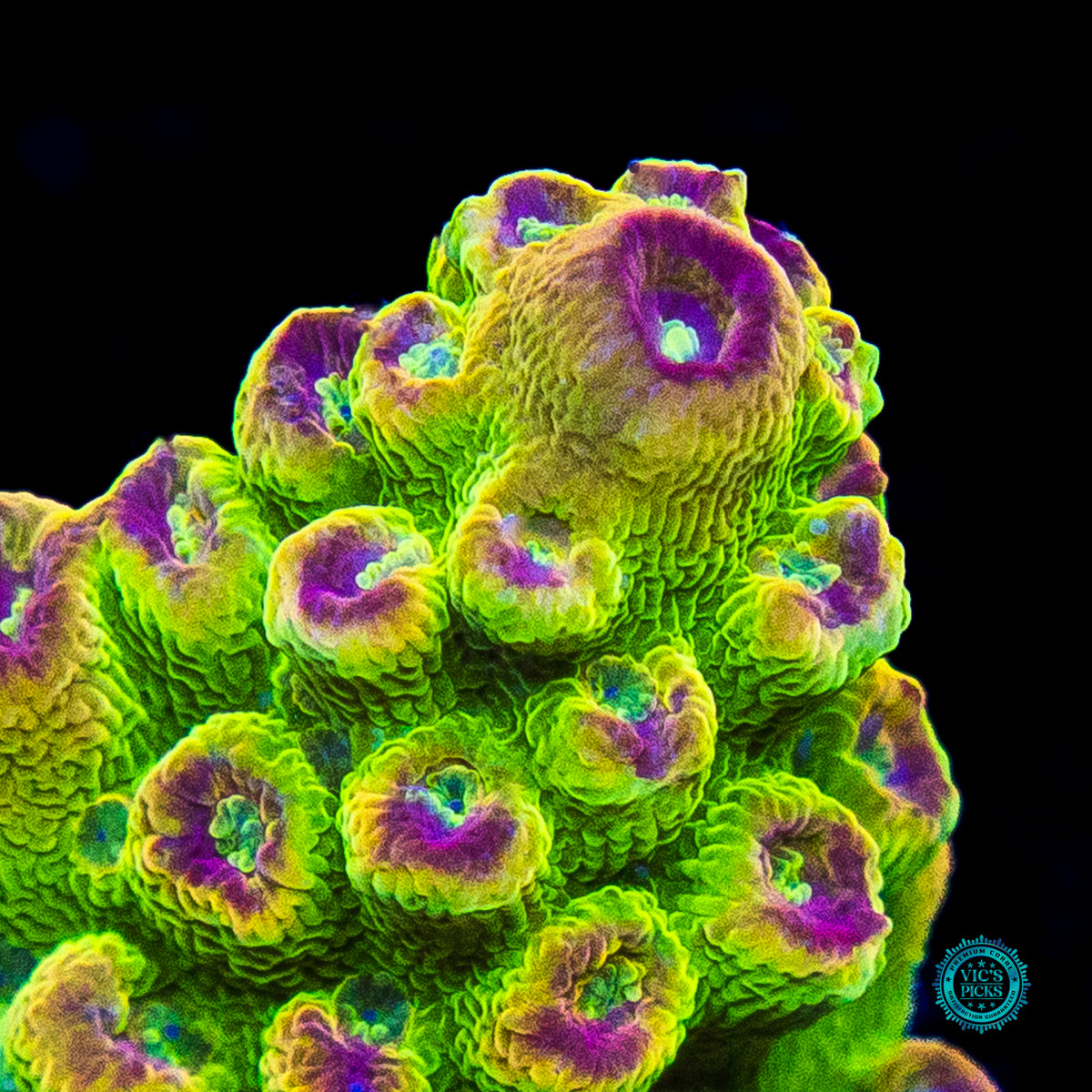 WWC Captain Caveman Acropora