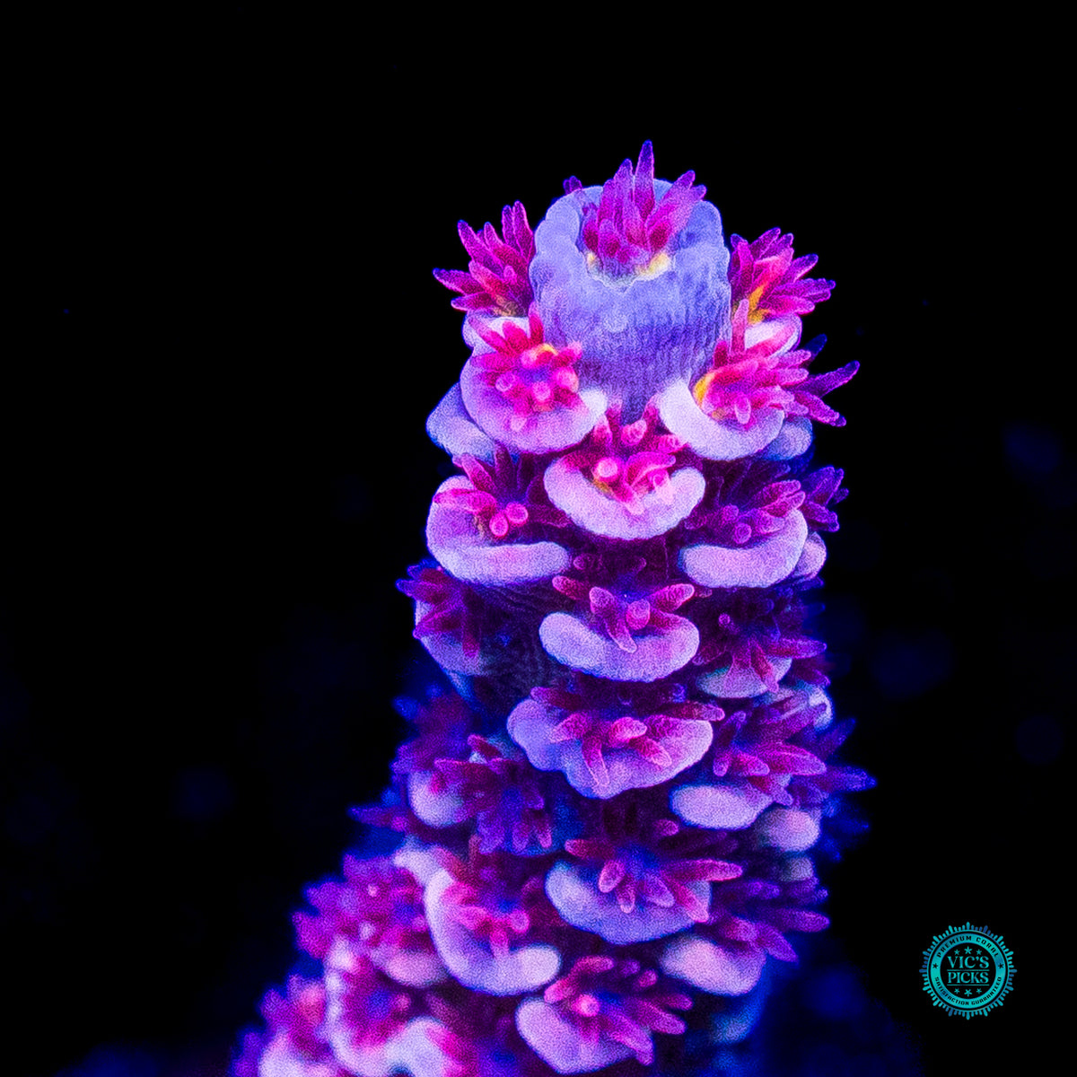 WWC Sex Panther Tenuis Acropora