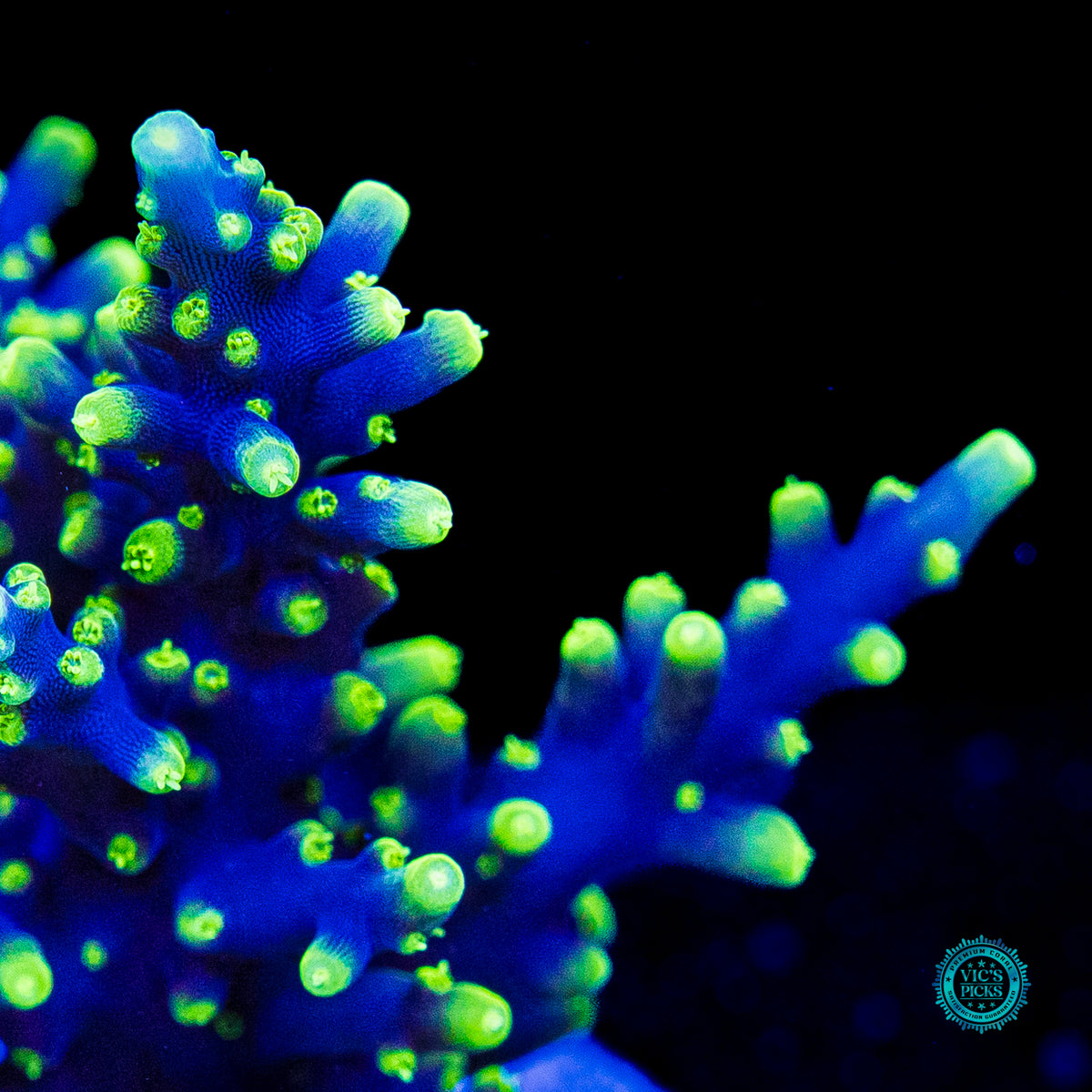 WWC Moonshine Acropora
