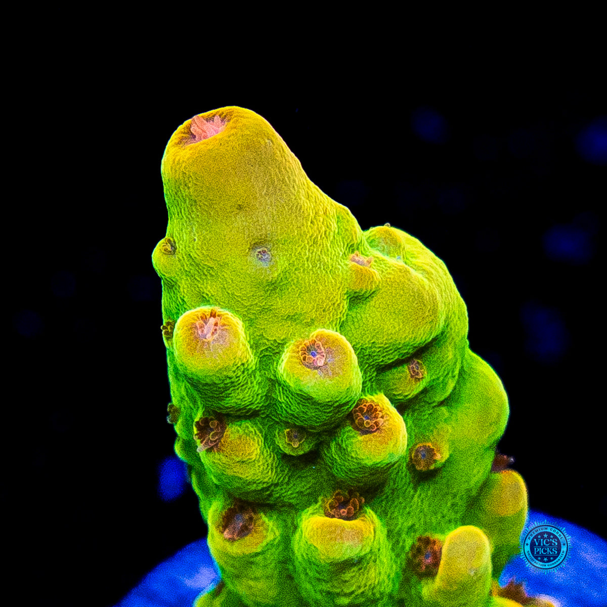 WWC Budgie Smuggler Acropora