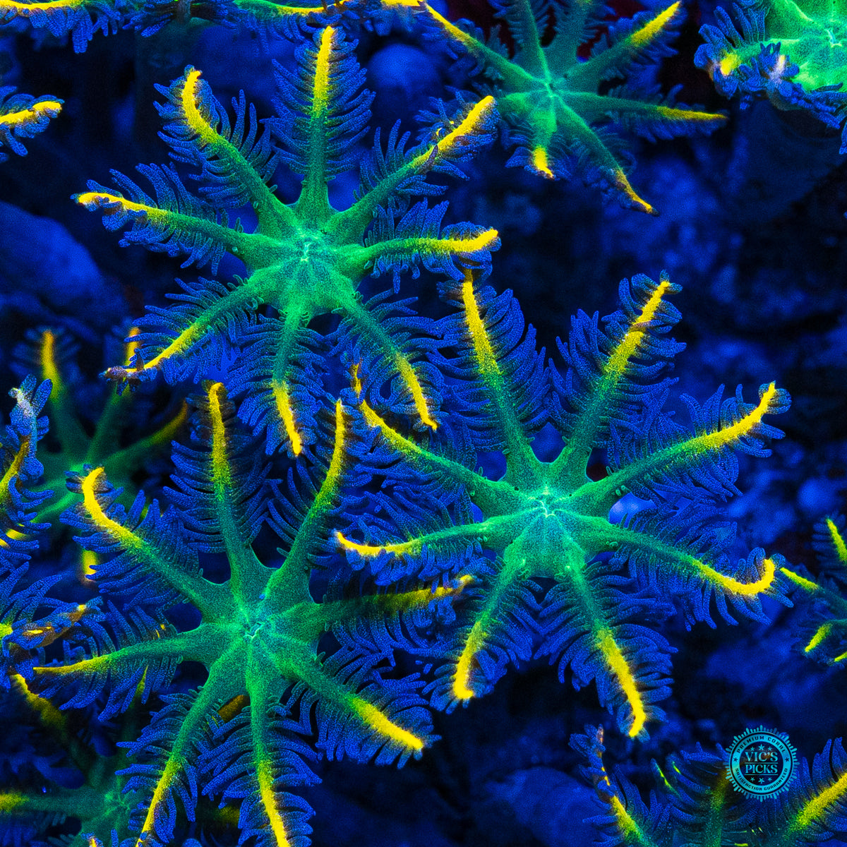 Lemon Tipped Clove Polyps