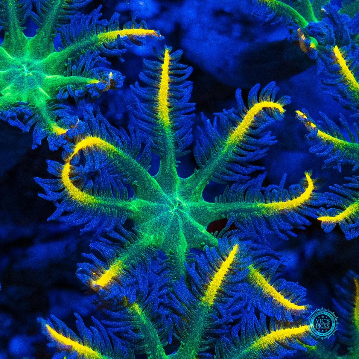 Lemon Tipped Clove Polyps