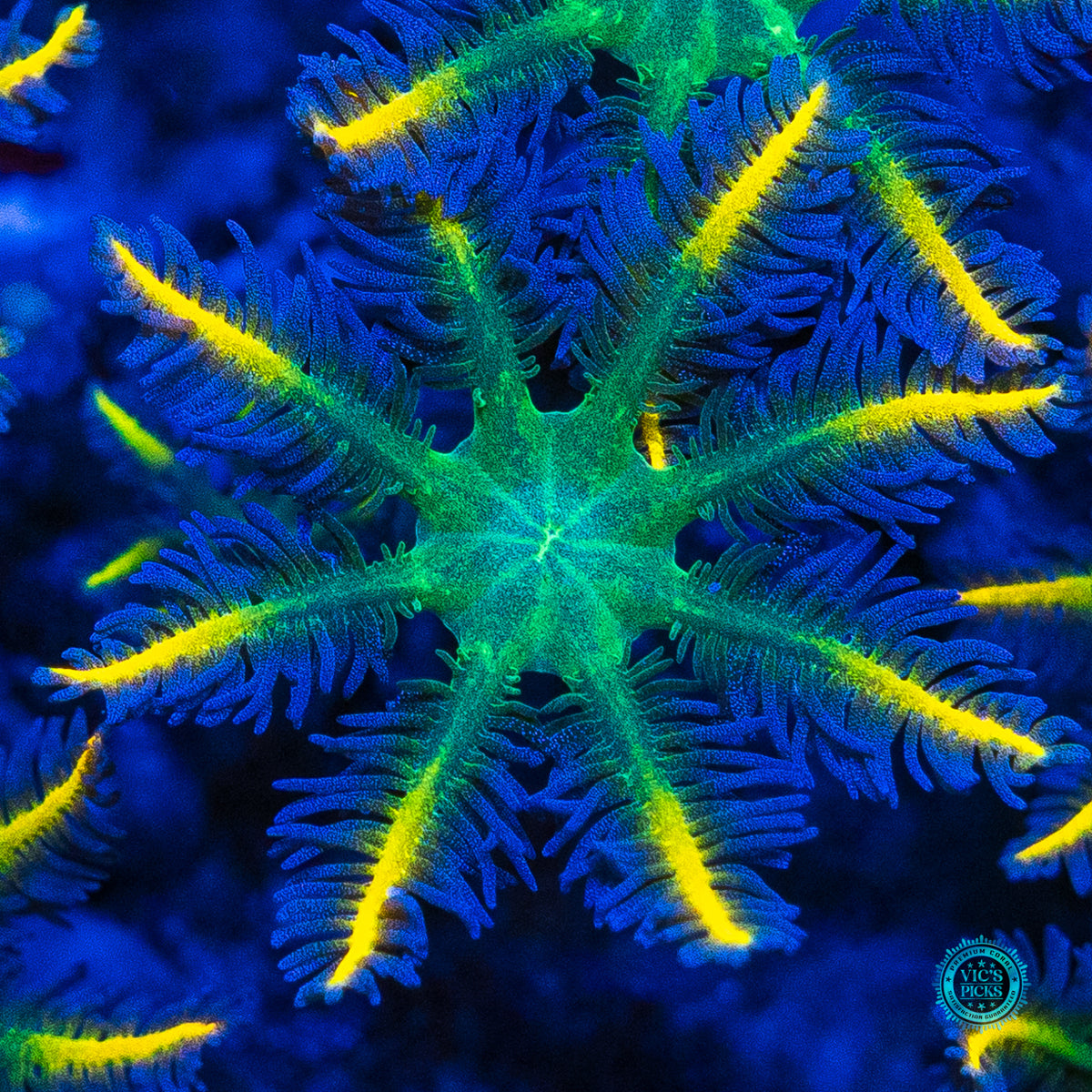 Lemon Tipped Clove Polyps