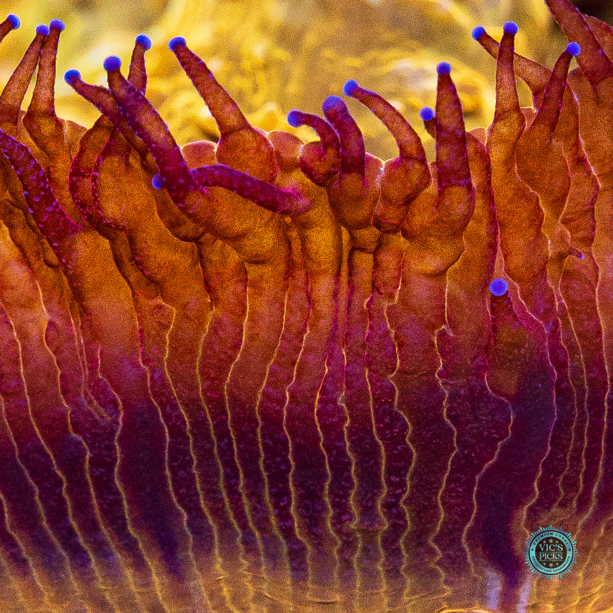Golden Volcano Acanthophyllia