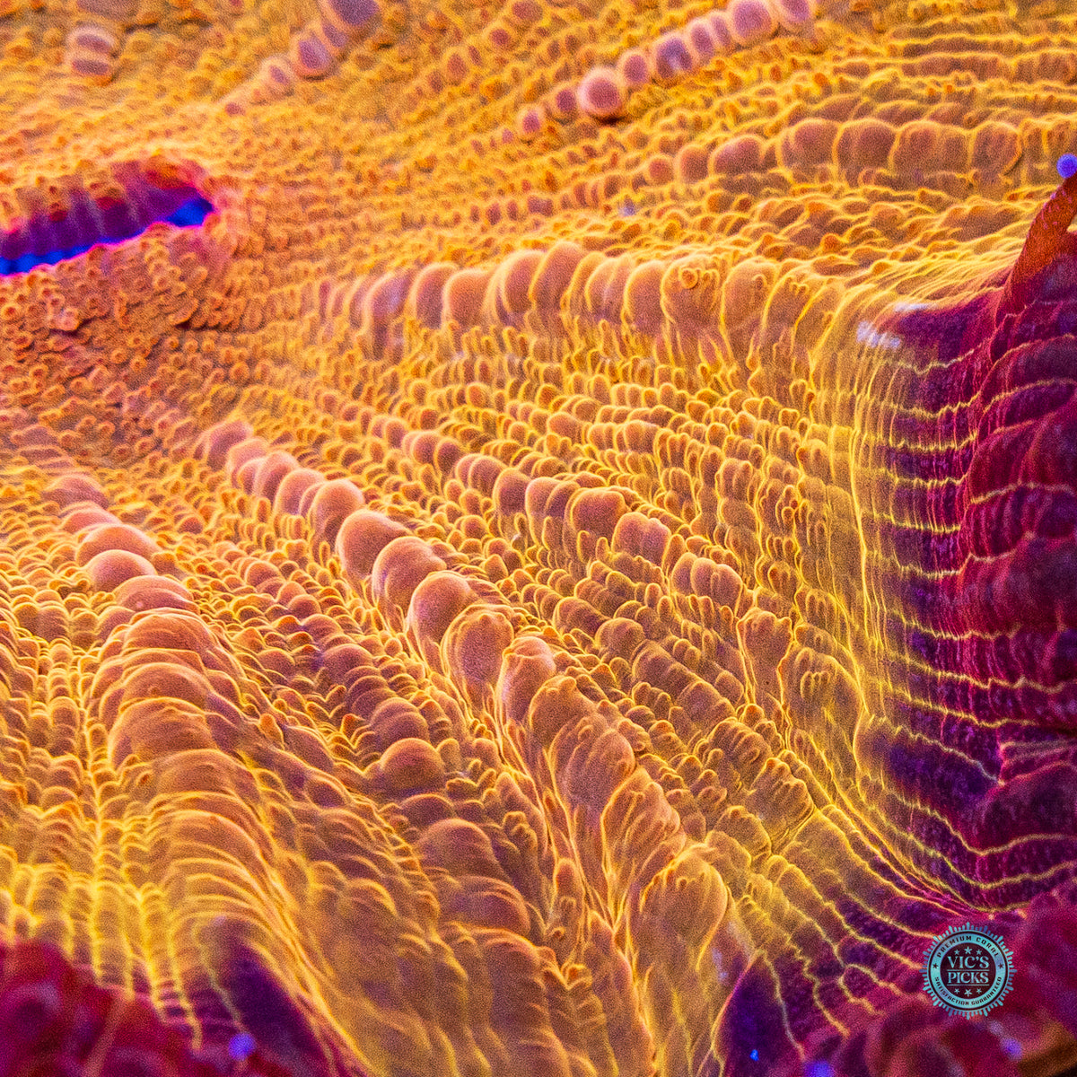 Golden Volcano Acanthophyllia