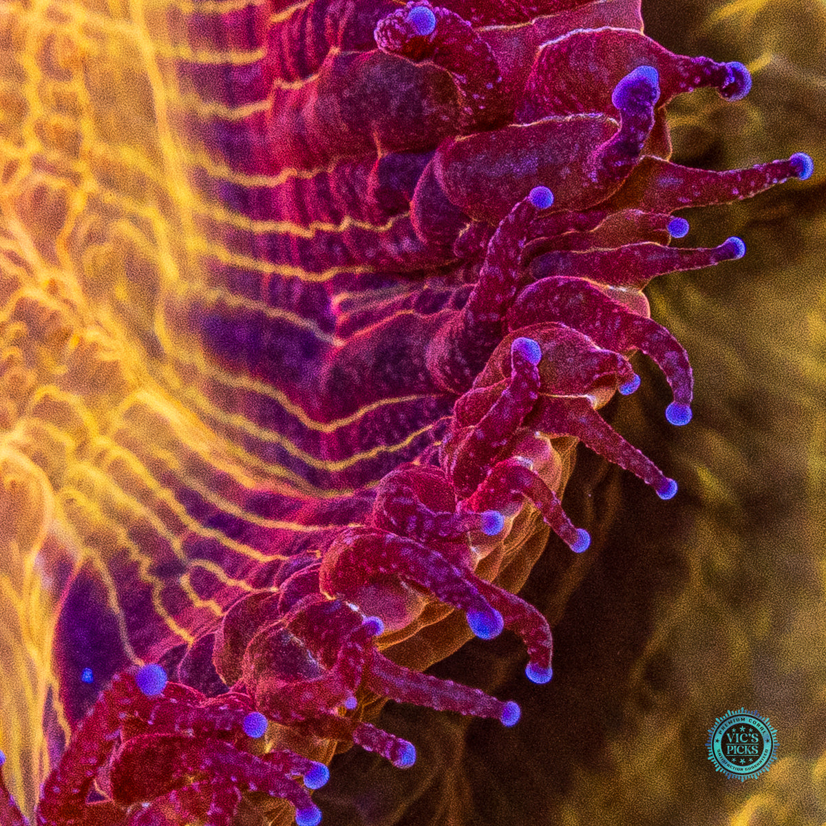 Golden Volcano Acanthophyllia