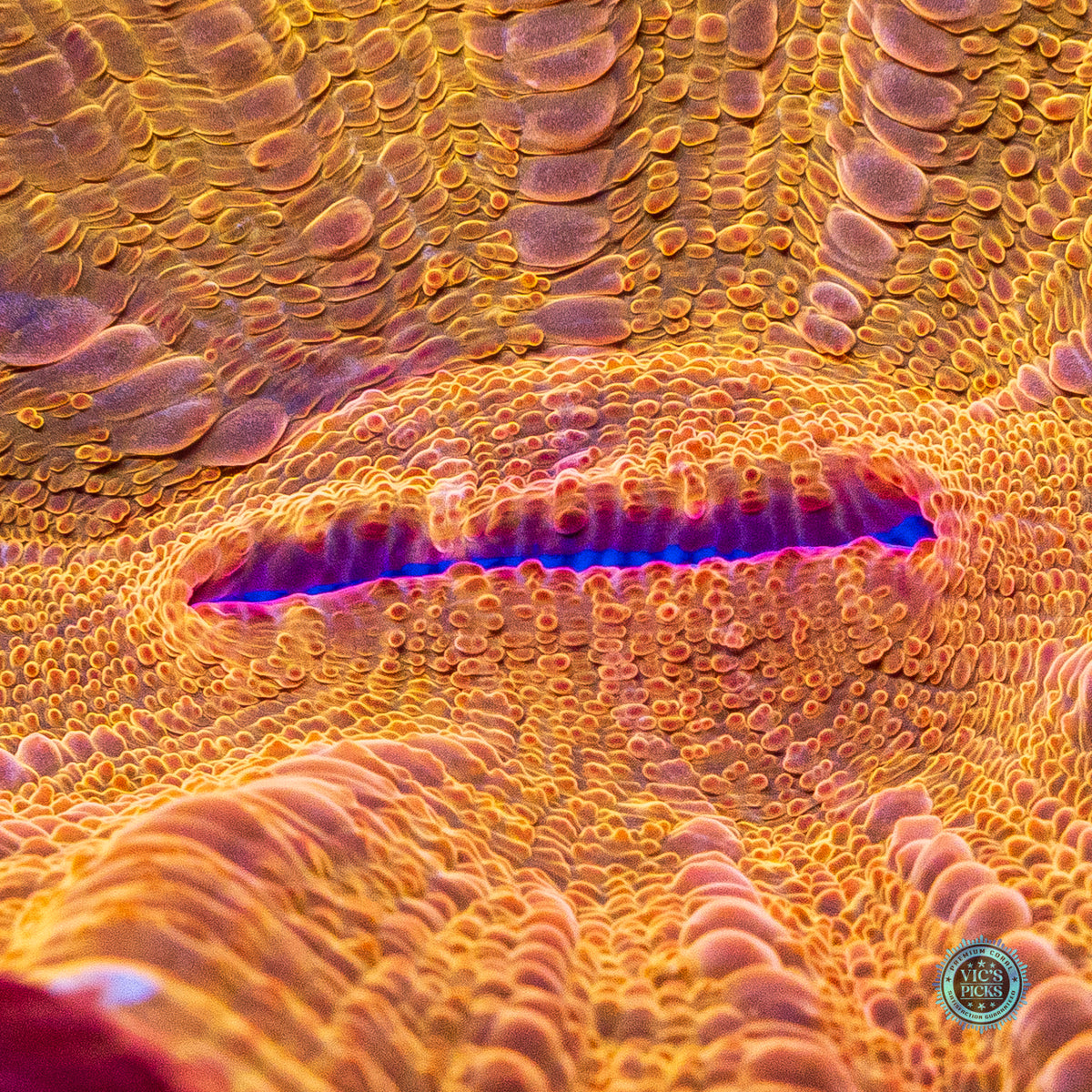 Golden Volcano Acanthophyllia