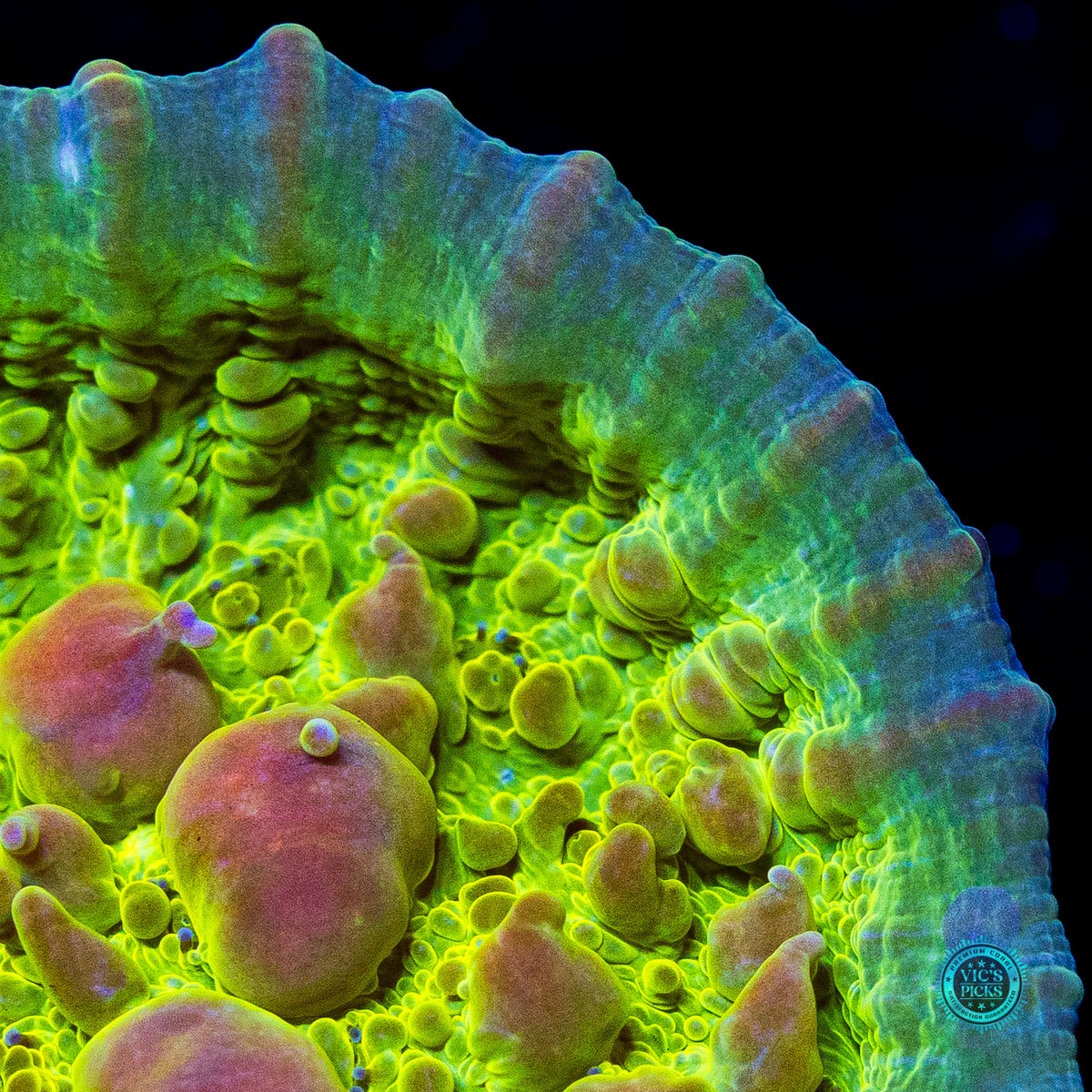 WWC Neon Cosmic Candy Bounce Chalice