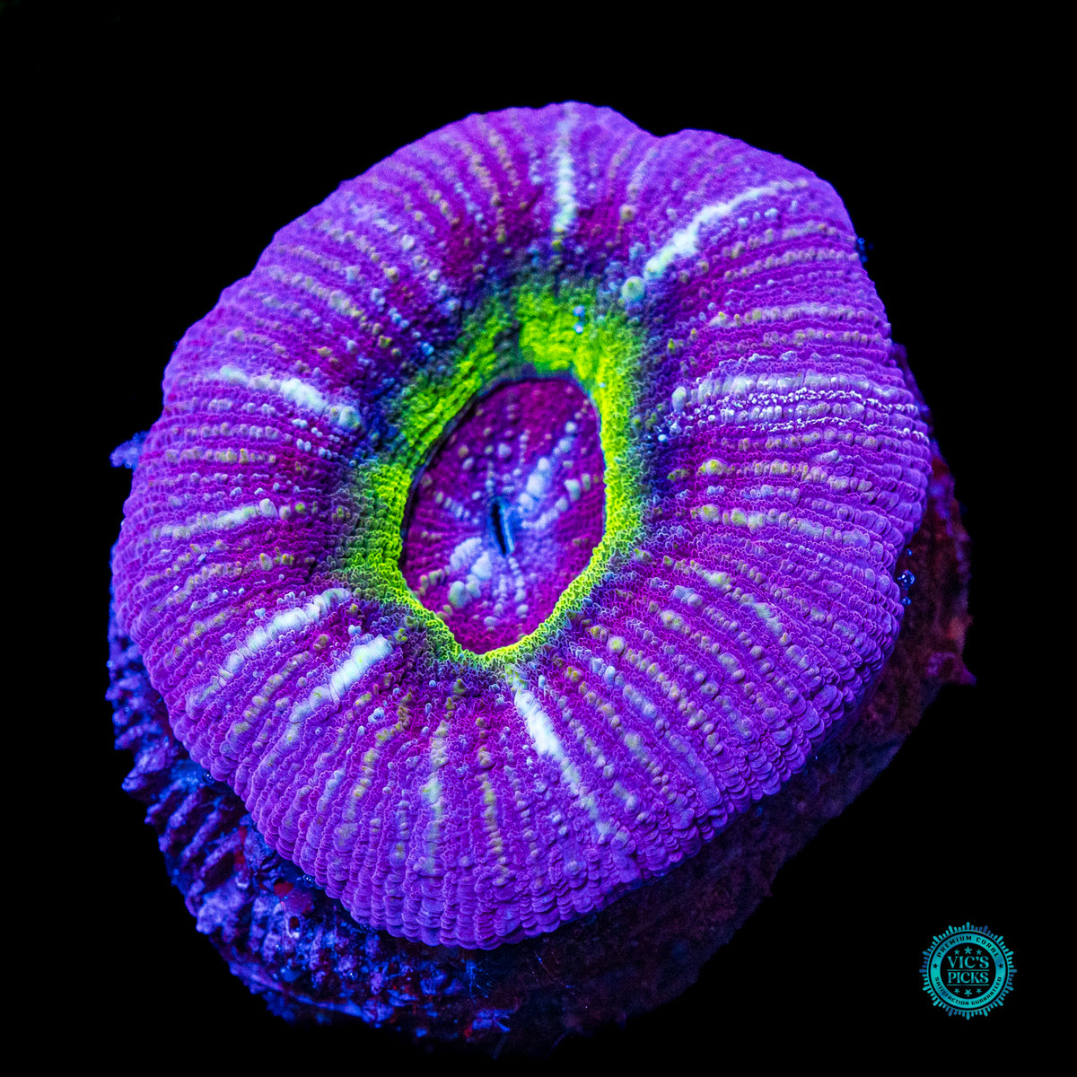 Black Hole Vitiensis Scolymia