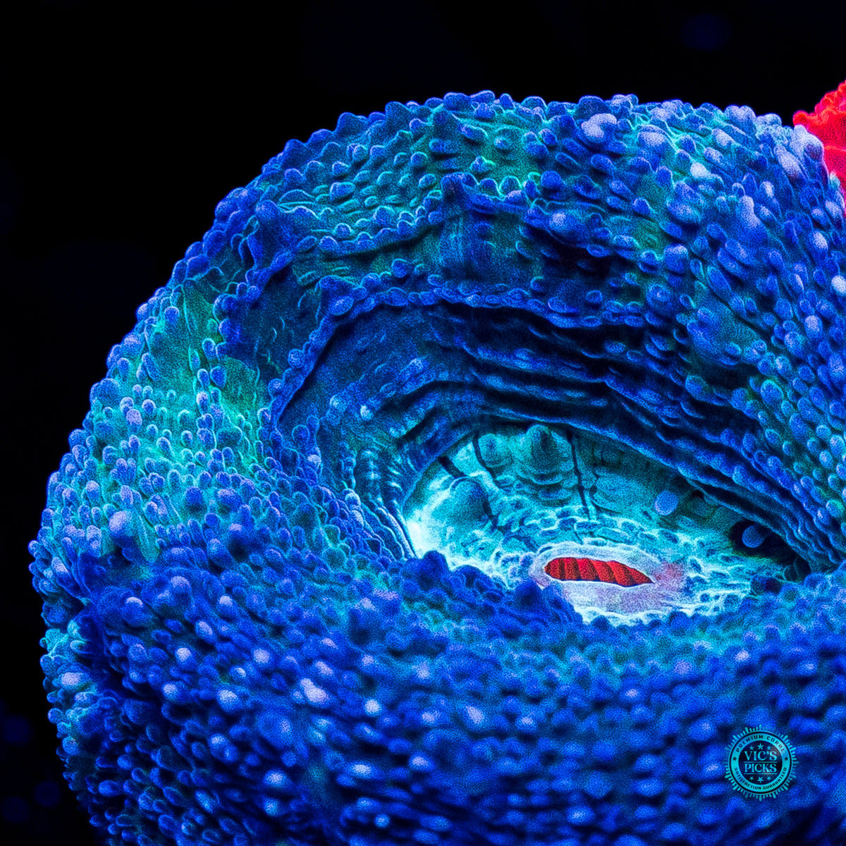 Scarlet Nebula Bowerbanki