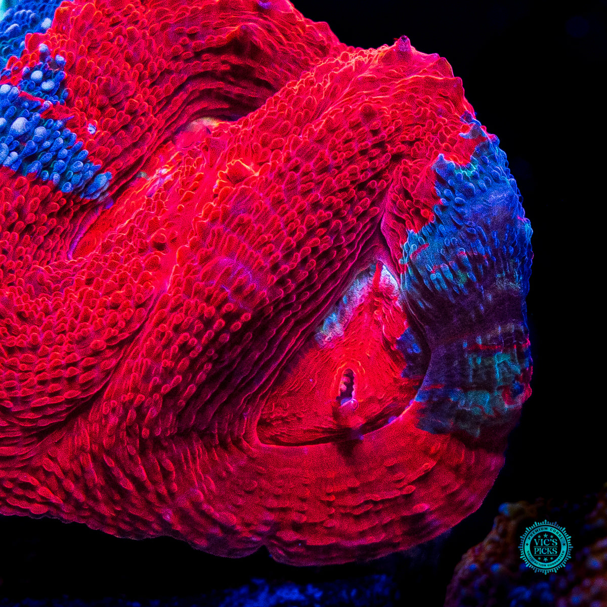 Scarlet Nebula Bowerbanki
