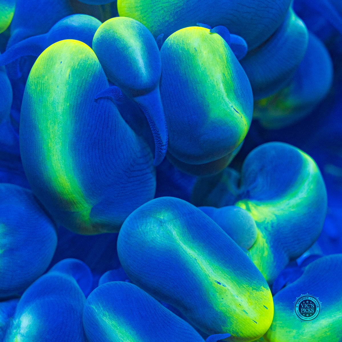 Dreamy Blue Bubble