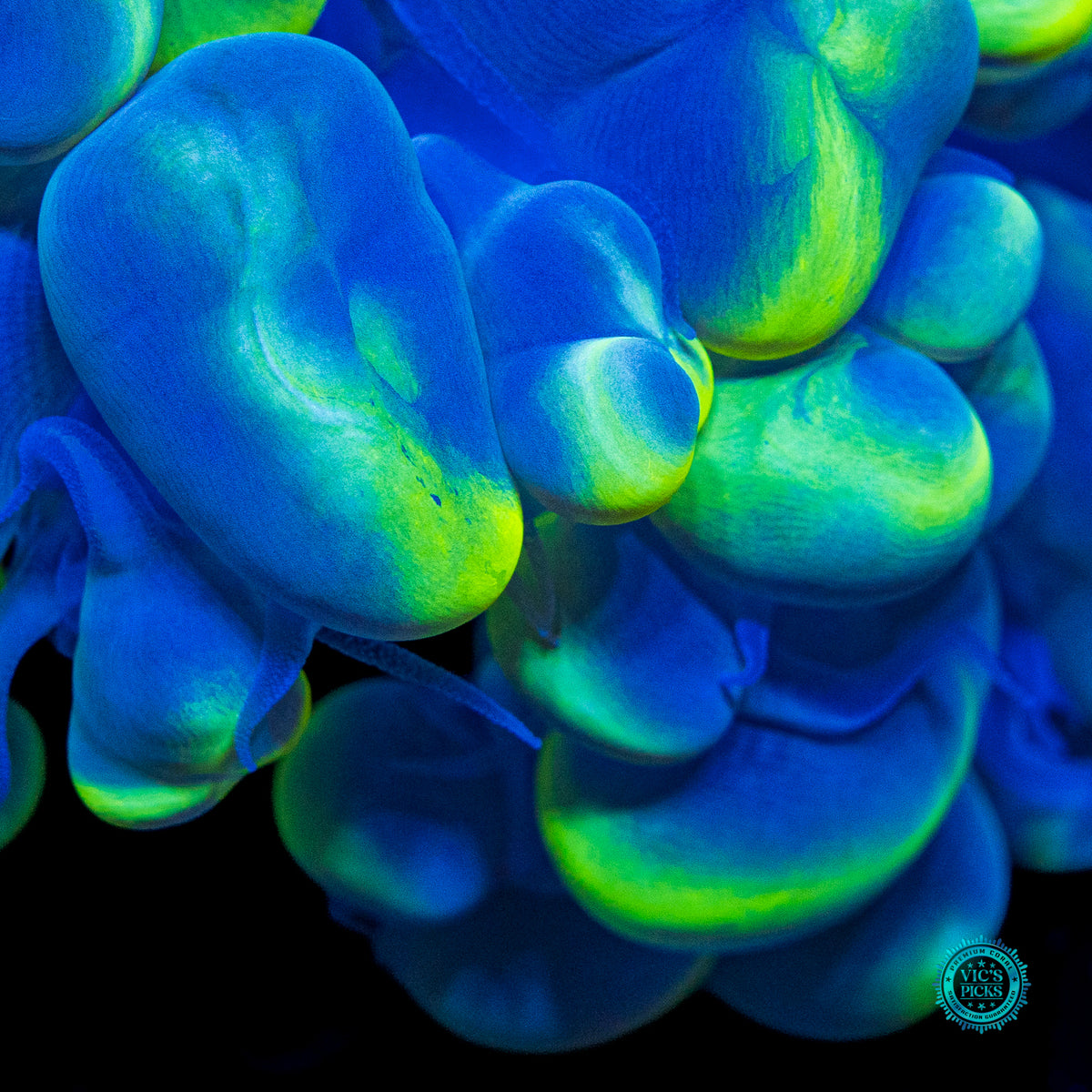Dreamy Blue Bubble