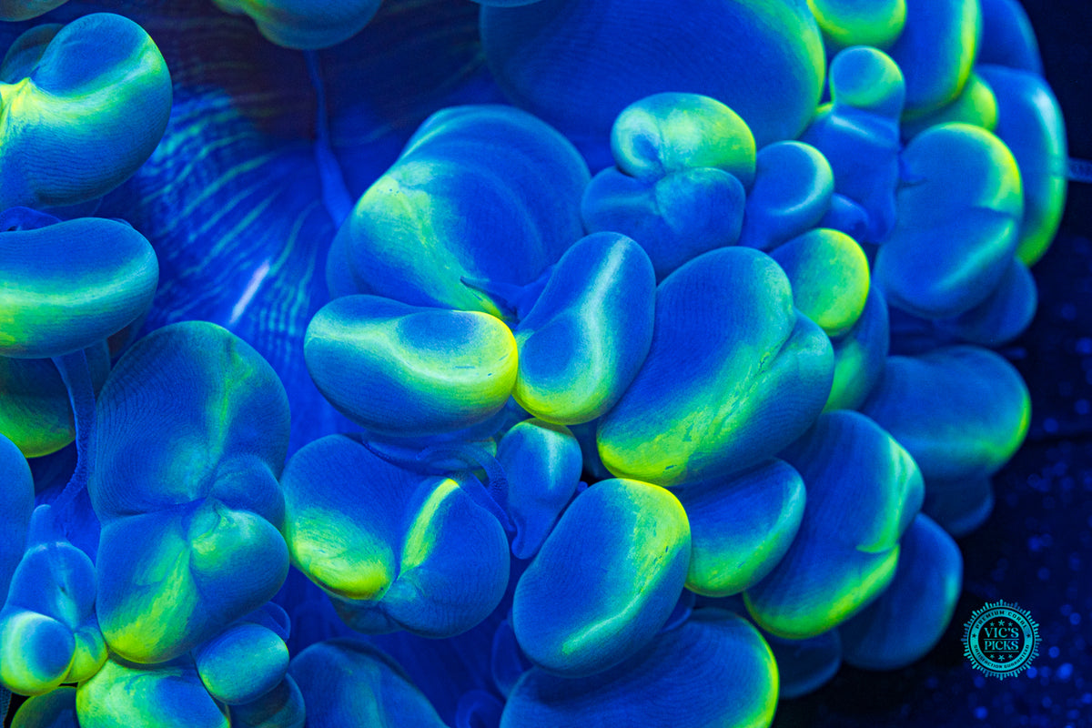 Dreamy Blue Bubble