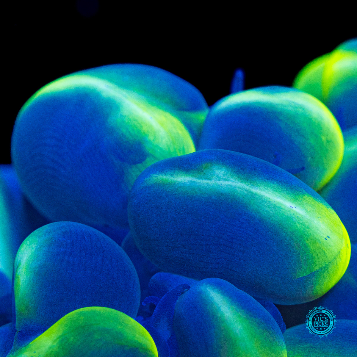 Dreamy Blue Bubble