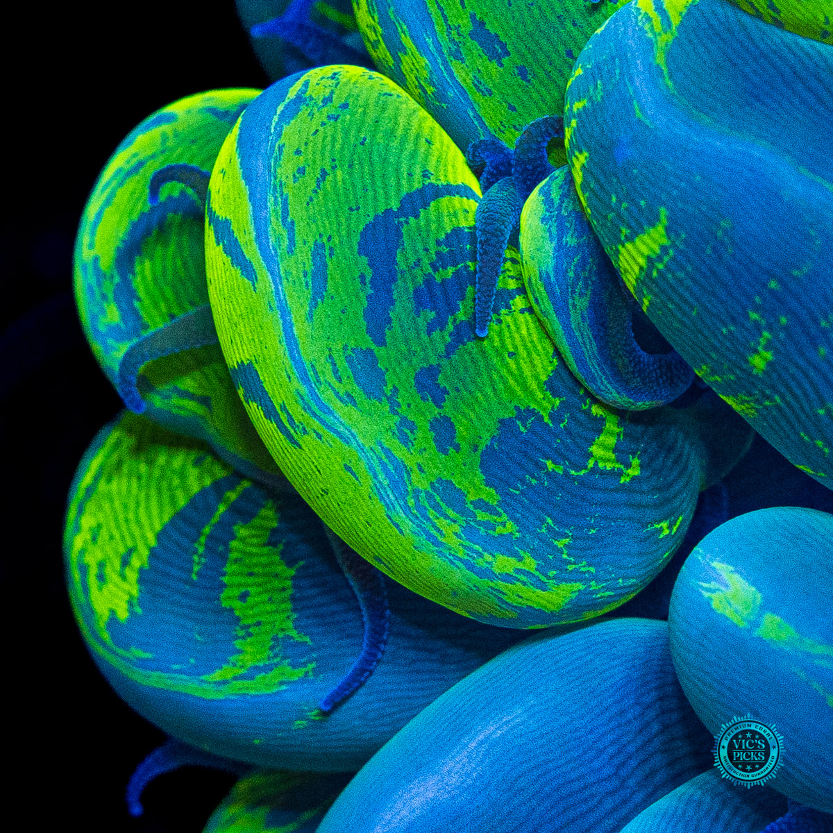 Ultimate Neon Splatter Bubble