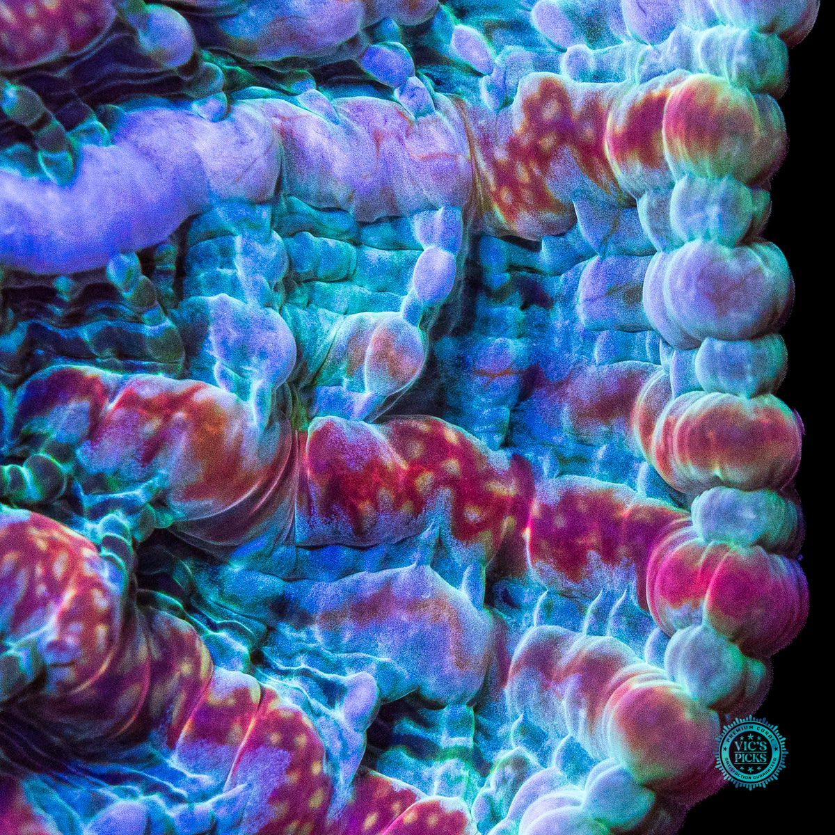 Kaleidoscope Indophyllia