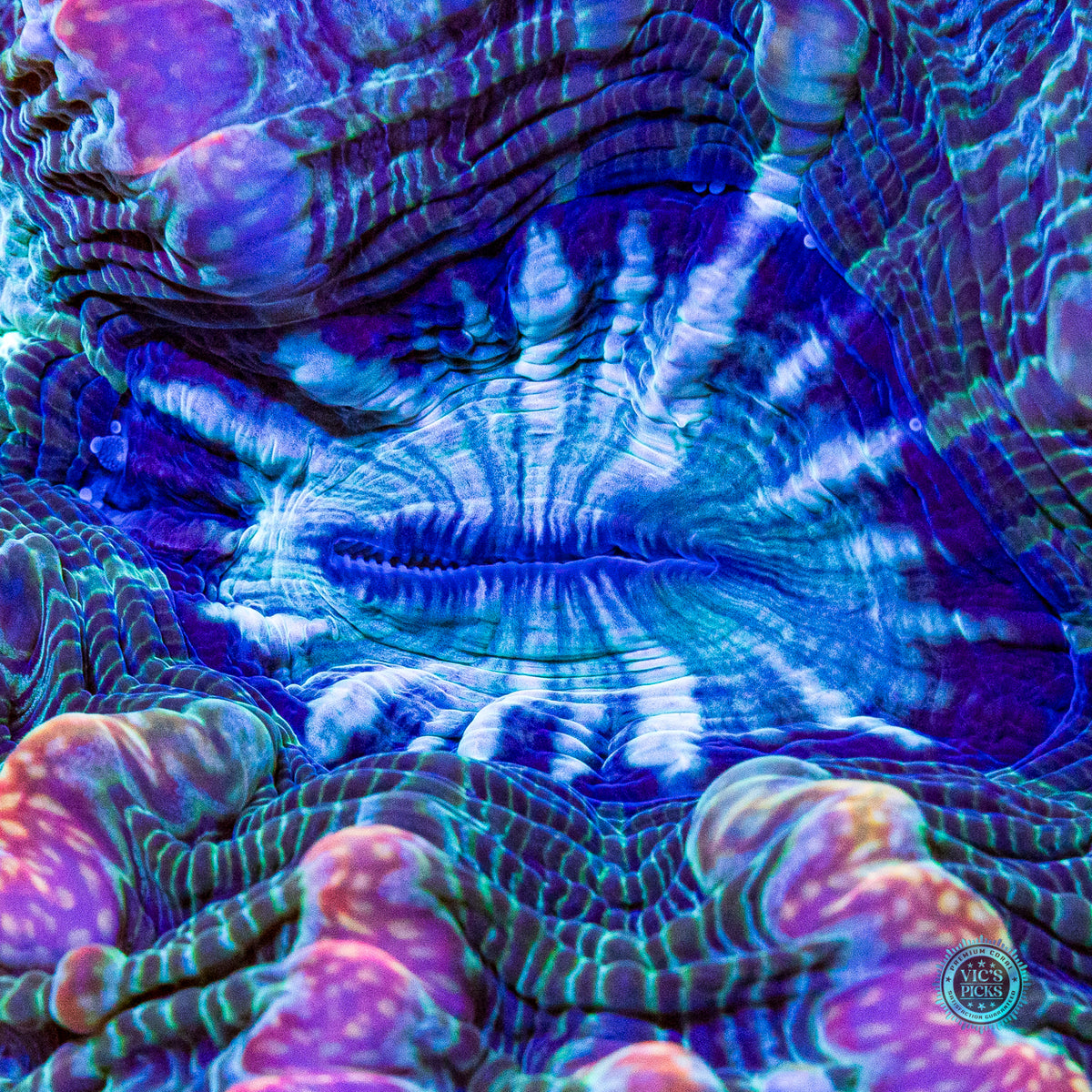 Kaleidoscope Indophyllia