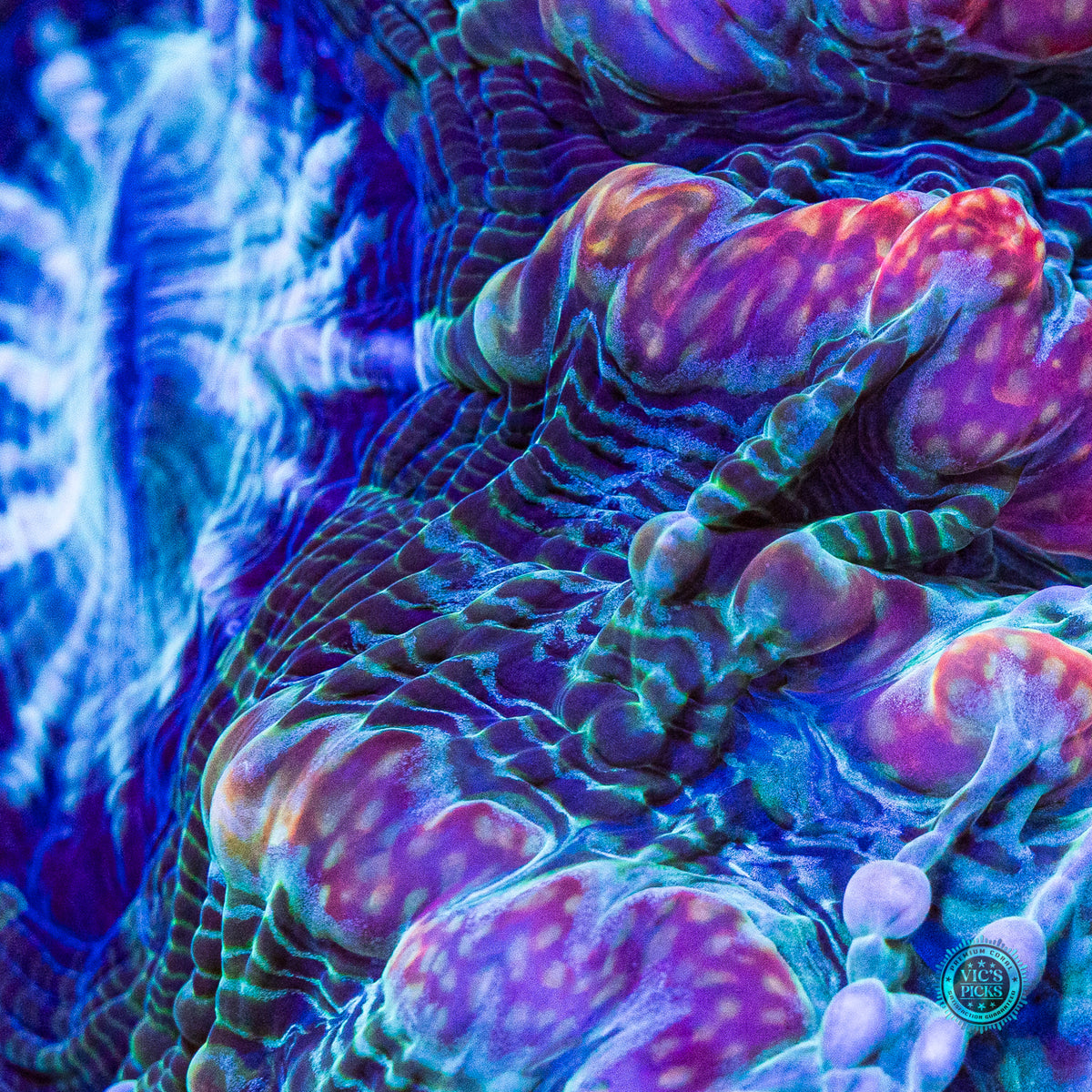 Kaleidoscope Indophyllia