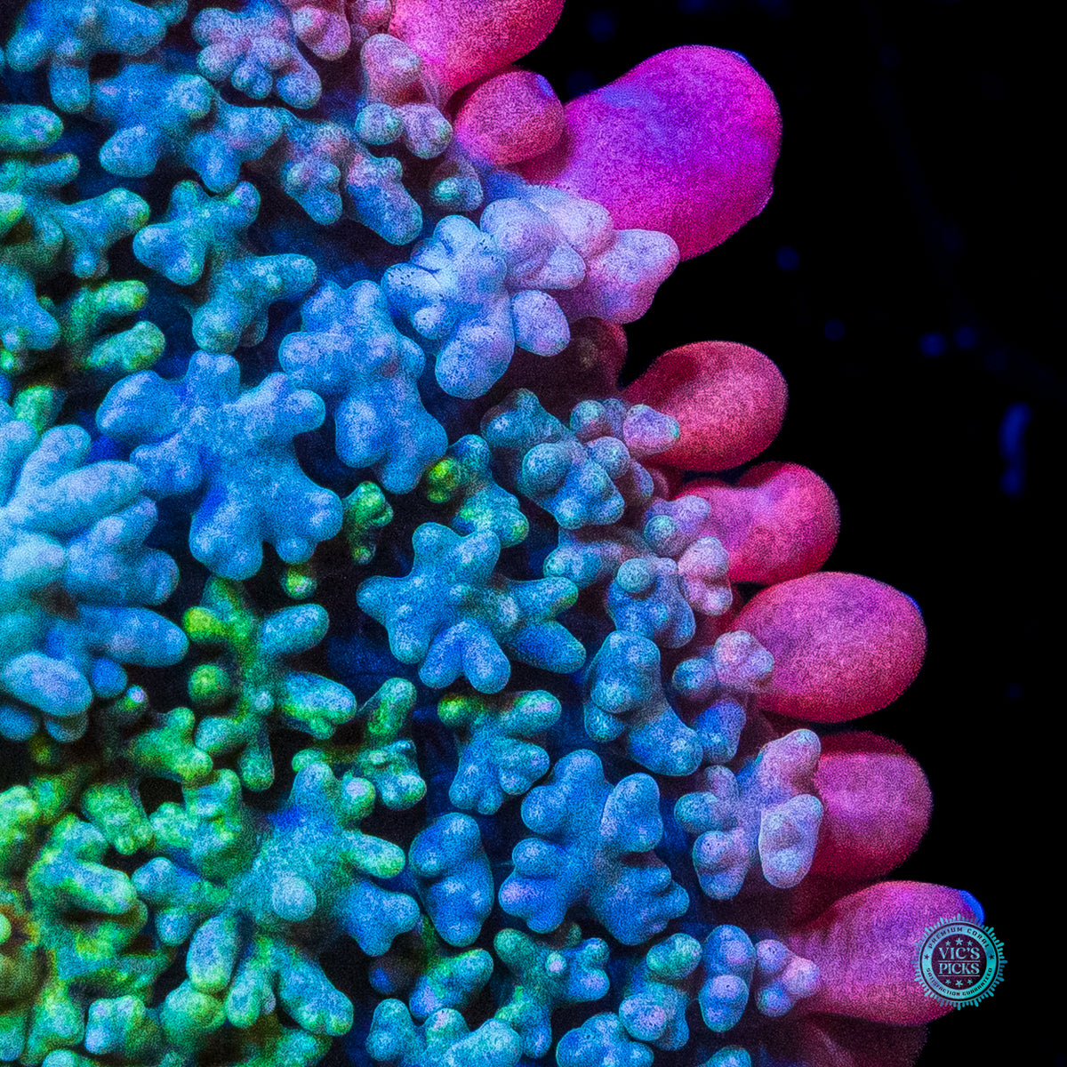 WWC Paradise Cove Carpet Mushroom