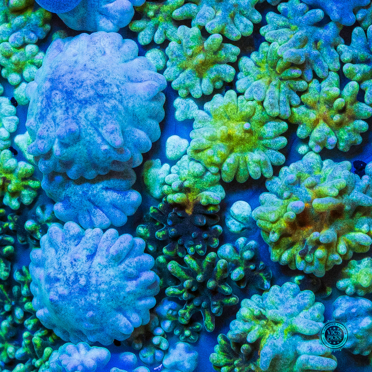 WWC Paradise Cove Carpet Mushroom