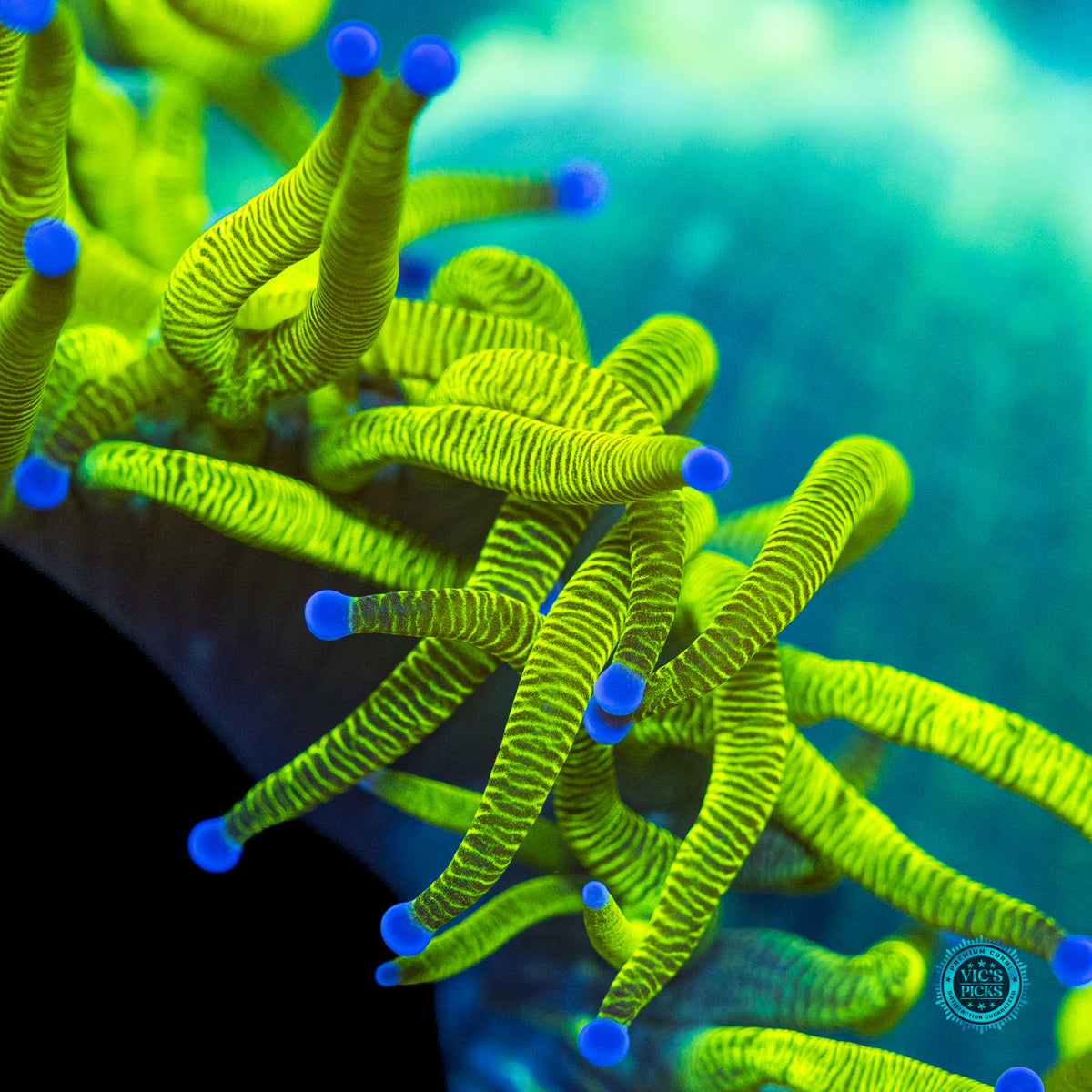 Neon Zebra Elegance