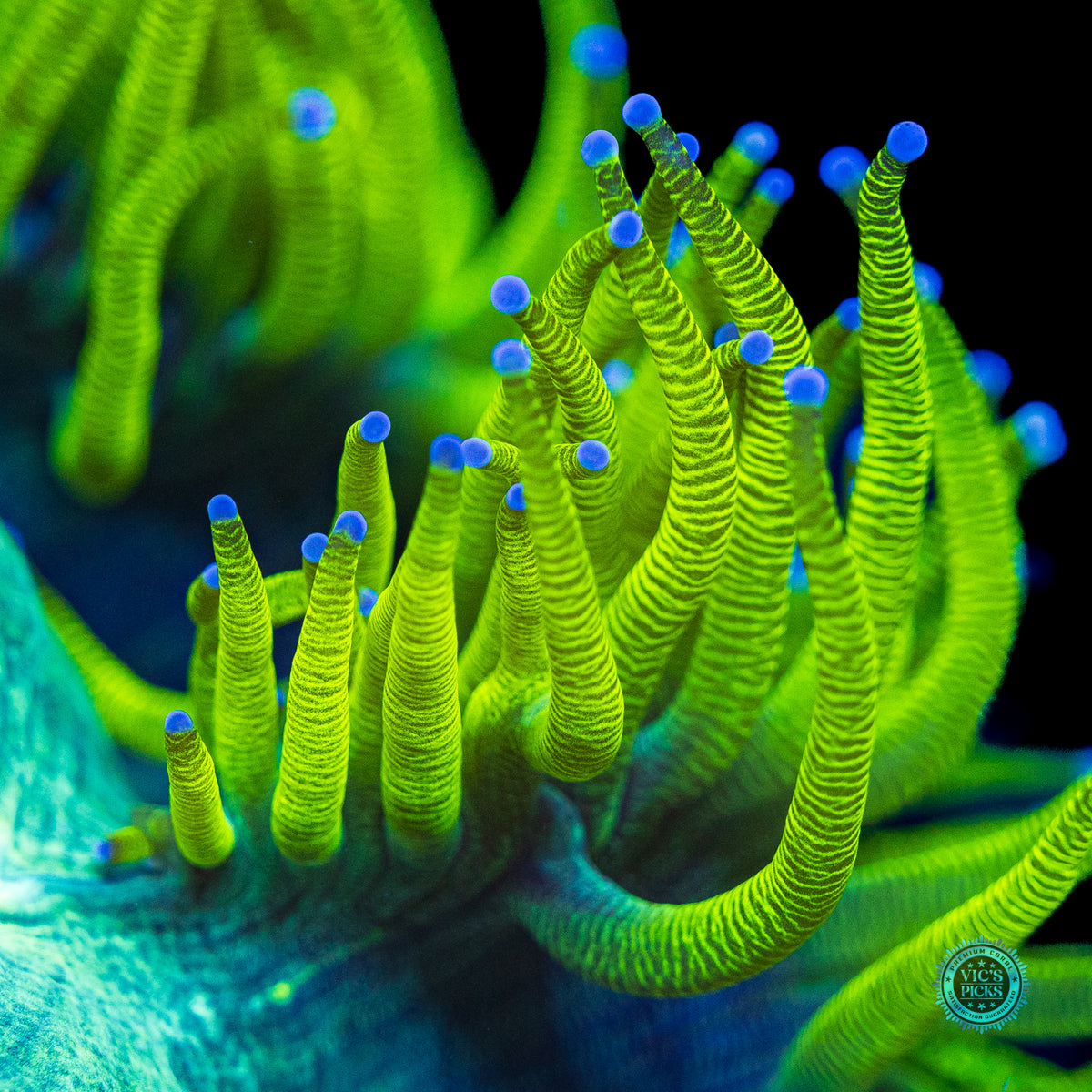 Neon Zebra Elegance