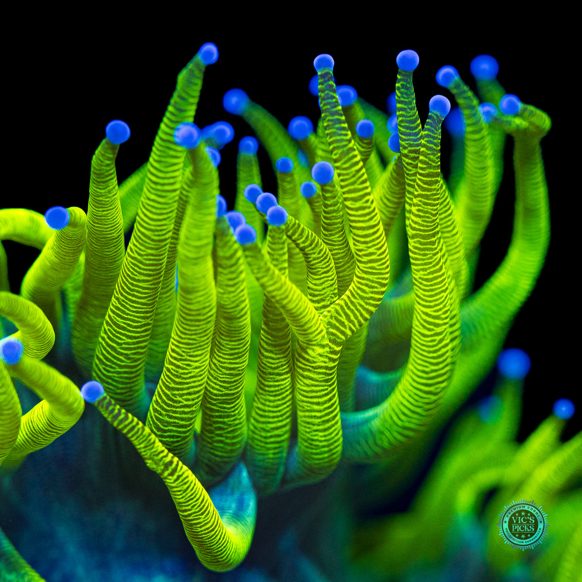 Neon Zebra Elegance