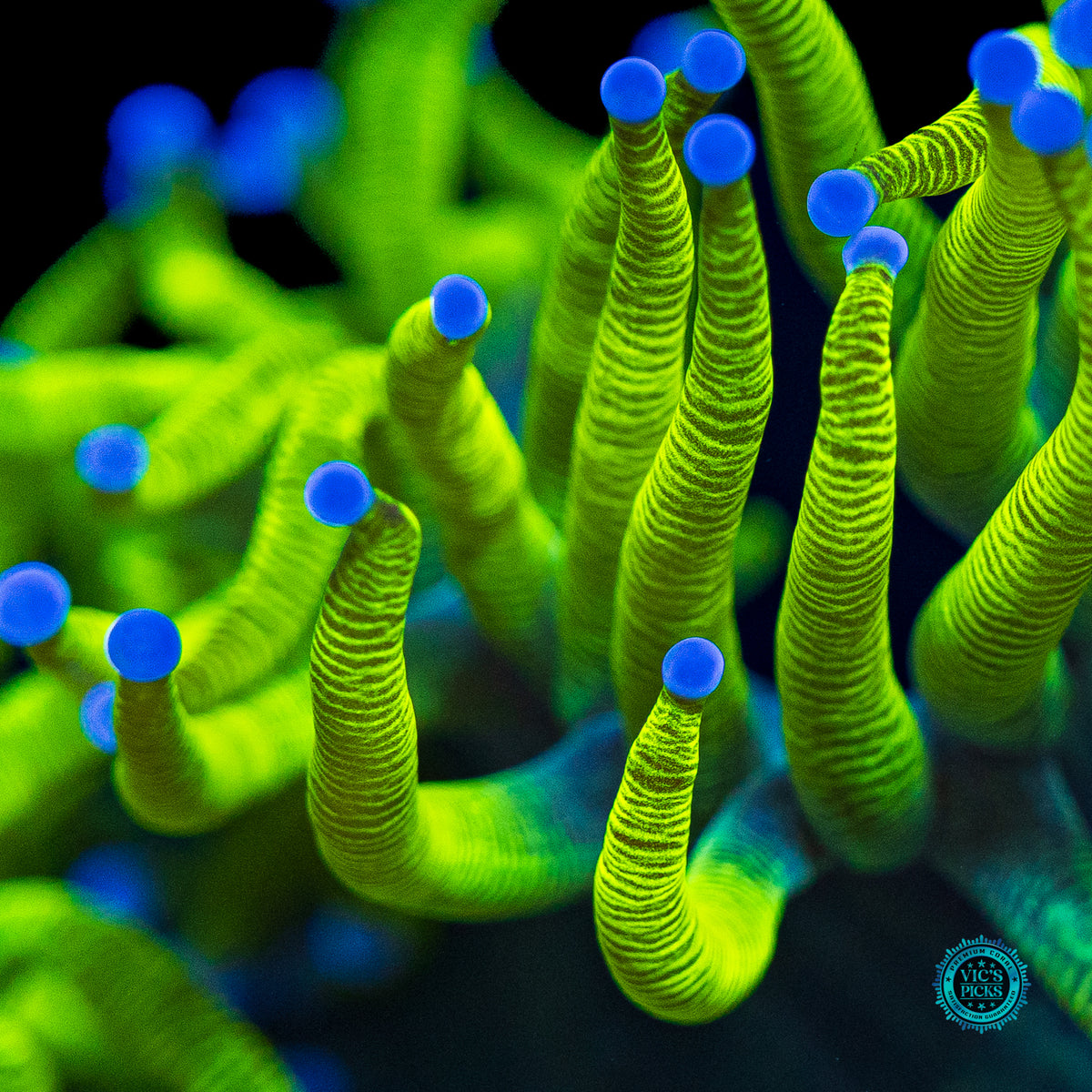 Neon Zebra Elegance