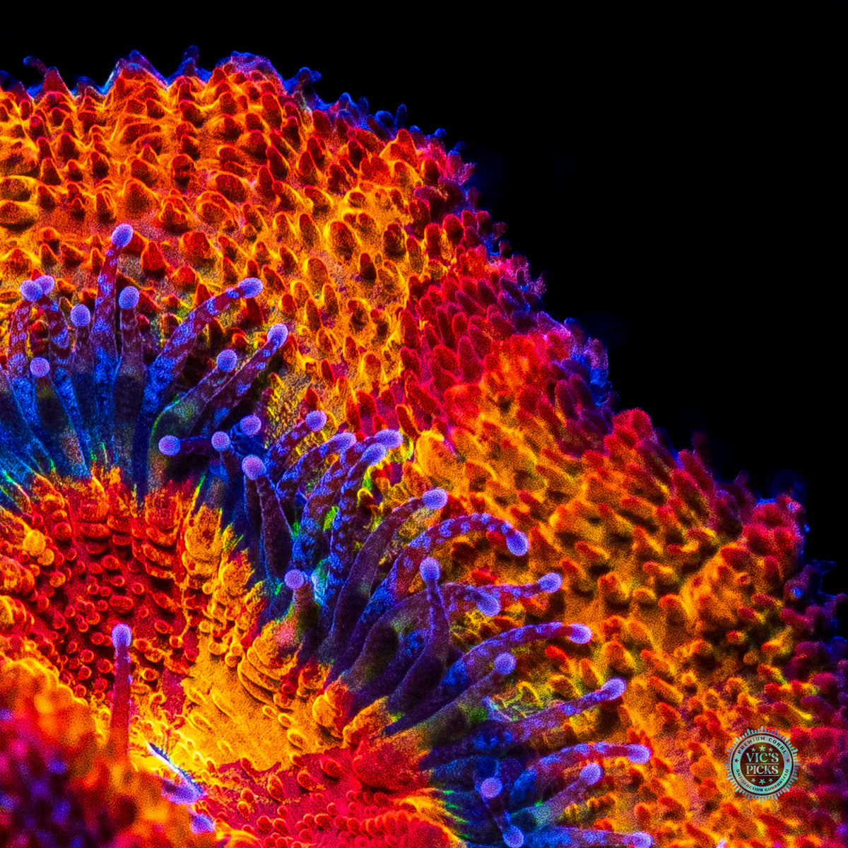 Tangerine Dream Aussie lord