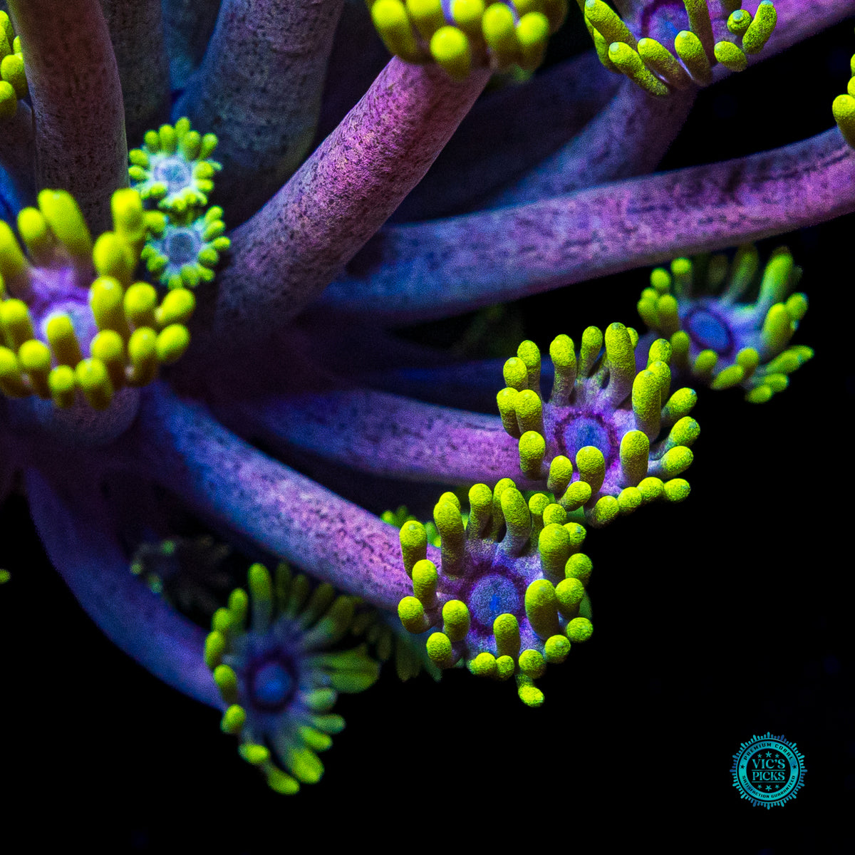 WWC Hail Hydra Goniopora