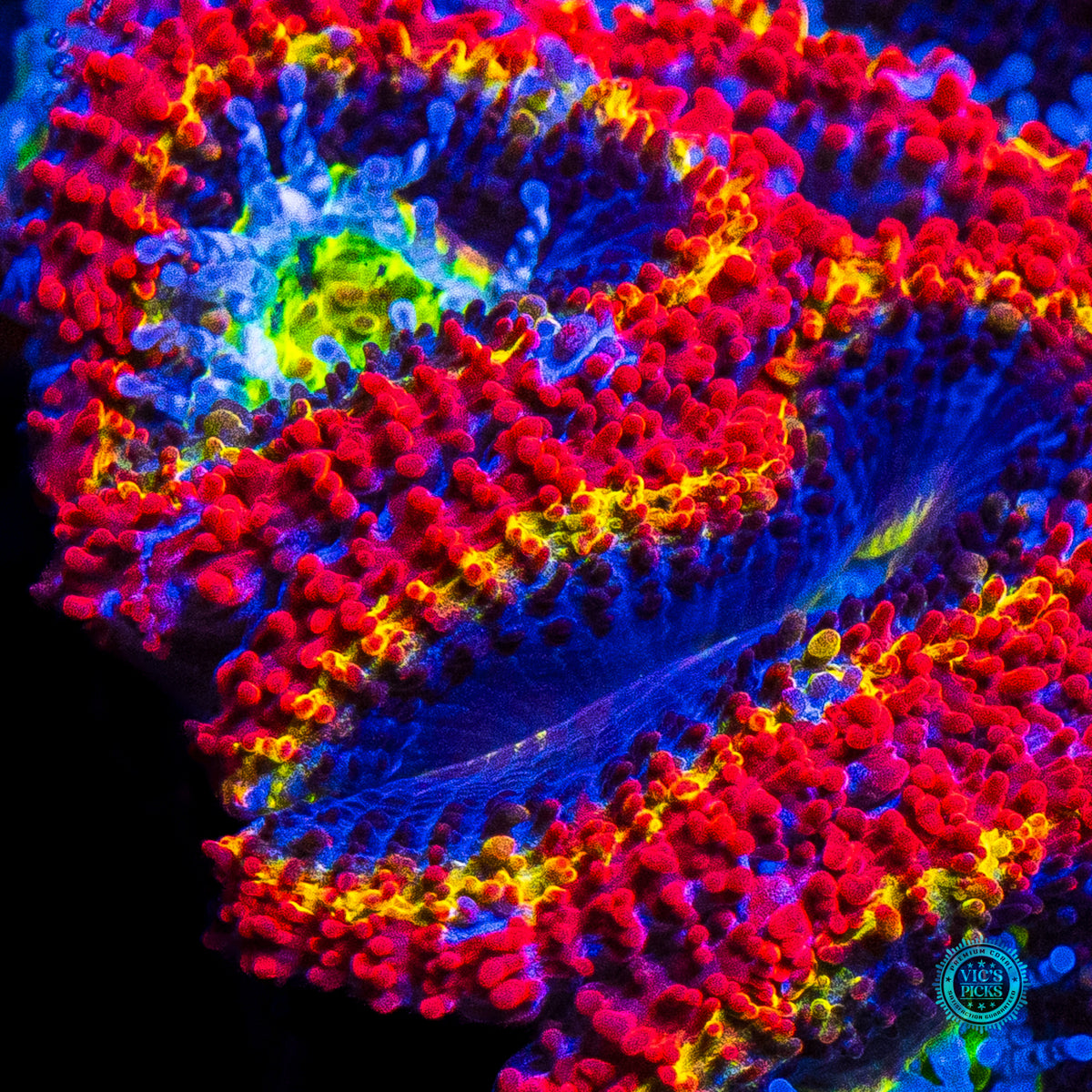 WWC Rainbow Blaster Aussie Lord