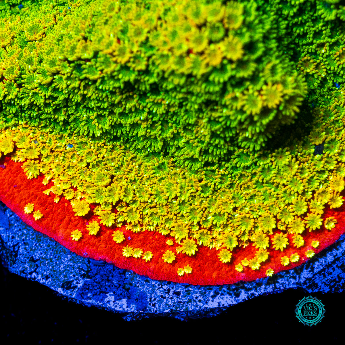Tyree Sunset Montipora