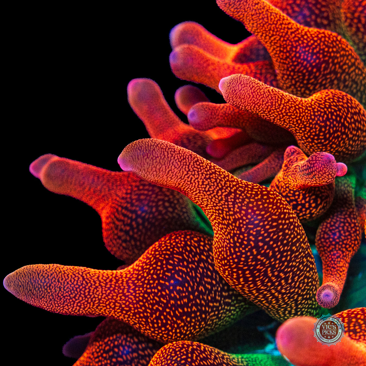 WWC Jupiter Juice Bubble Anemone