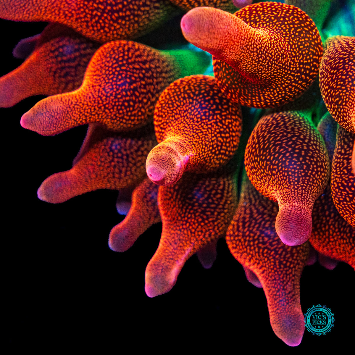 WWC Jupiter Juice Bubble Anemone