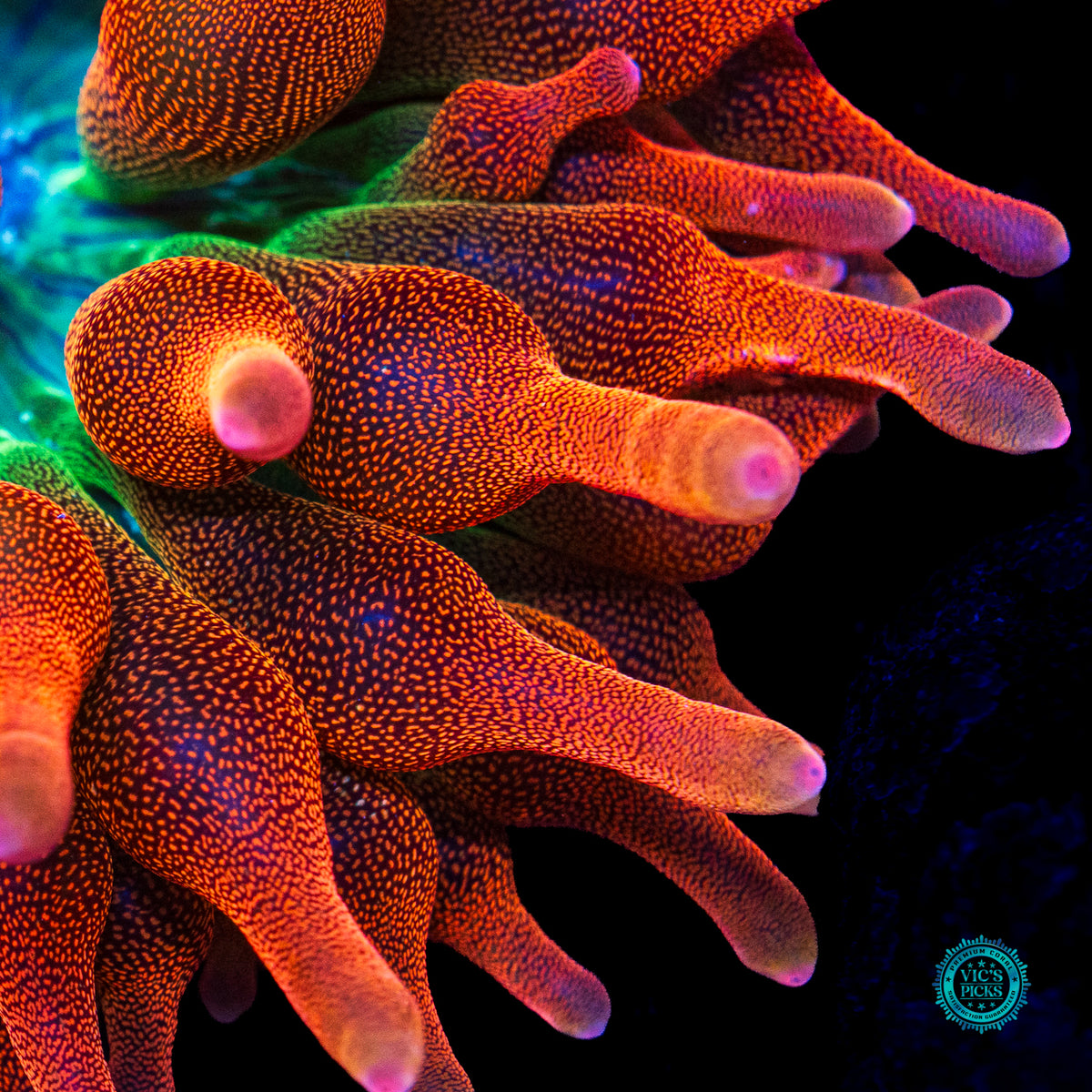 WWC Jupiter Juice Bubble Anemone