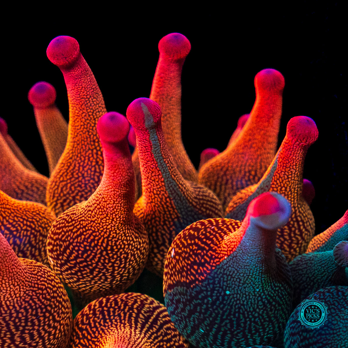 Nexus Burst Grafted Bubble Anemone
