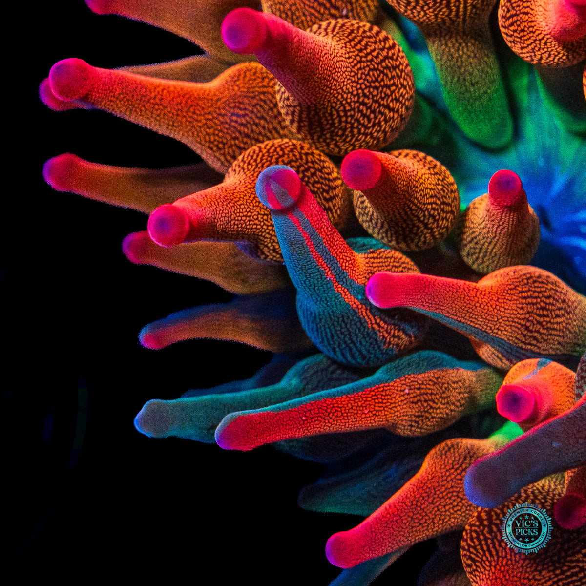 Nexus Burst Grafted Bubble Anemone